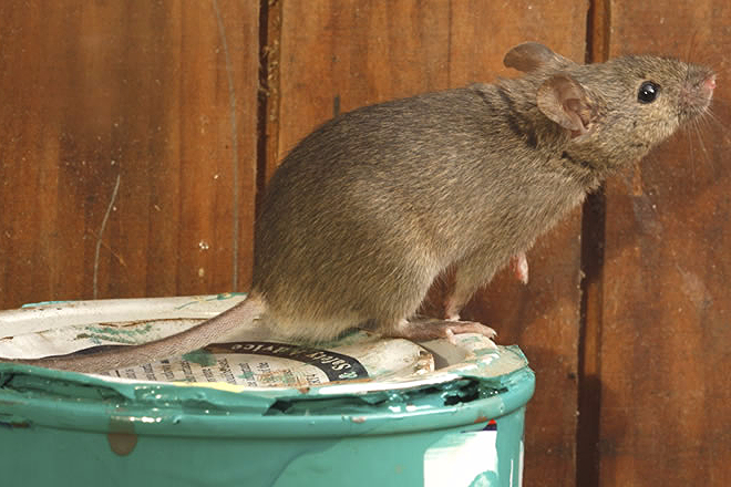 Koud weer verhoogt risico op ratten