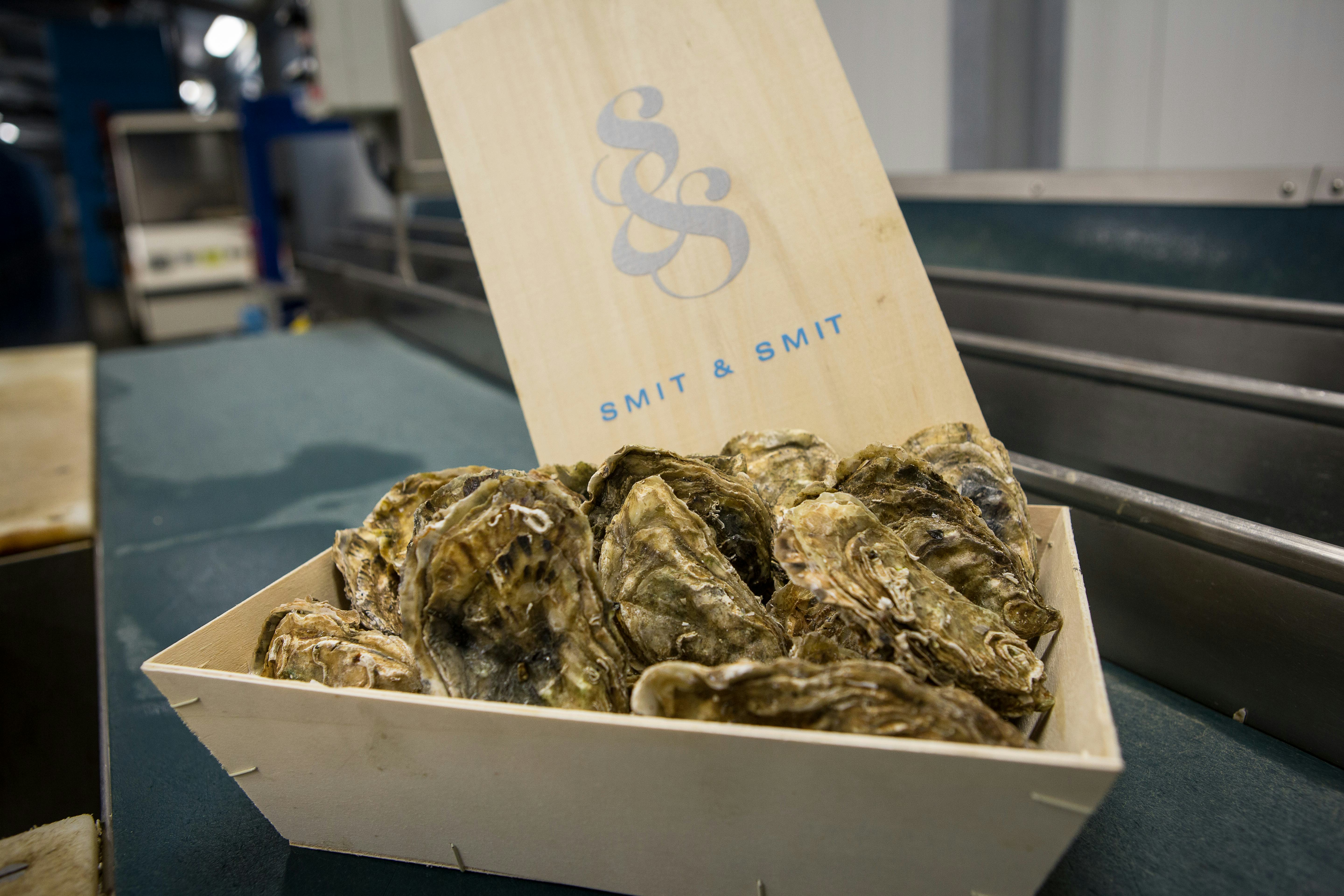 Smit & Smit opent oesterkwekerij op land