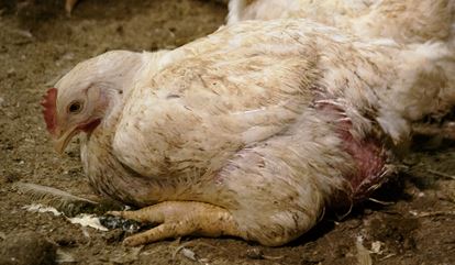 Wakker Dier: 'Plofkip ook uit de horeca'