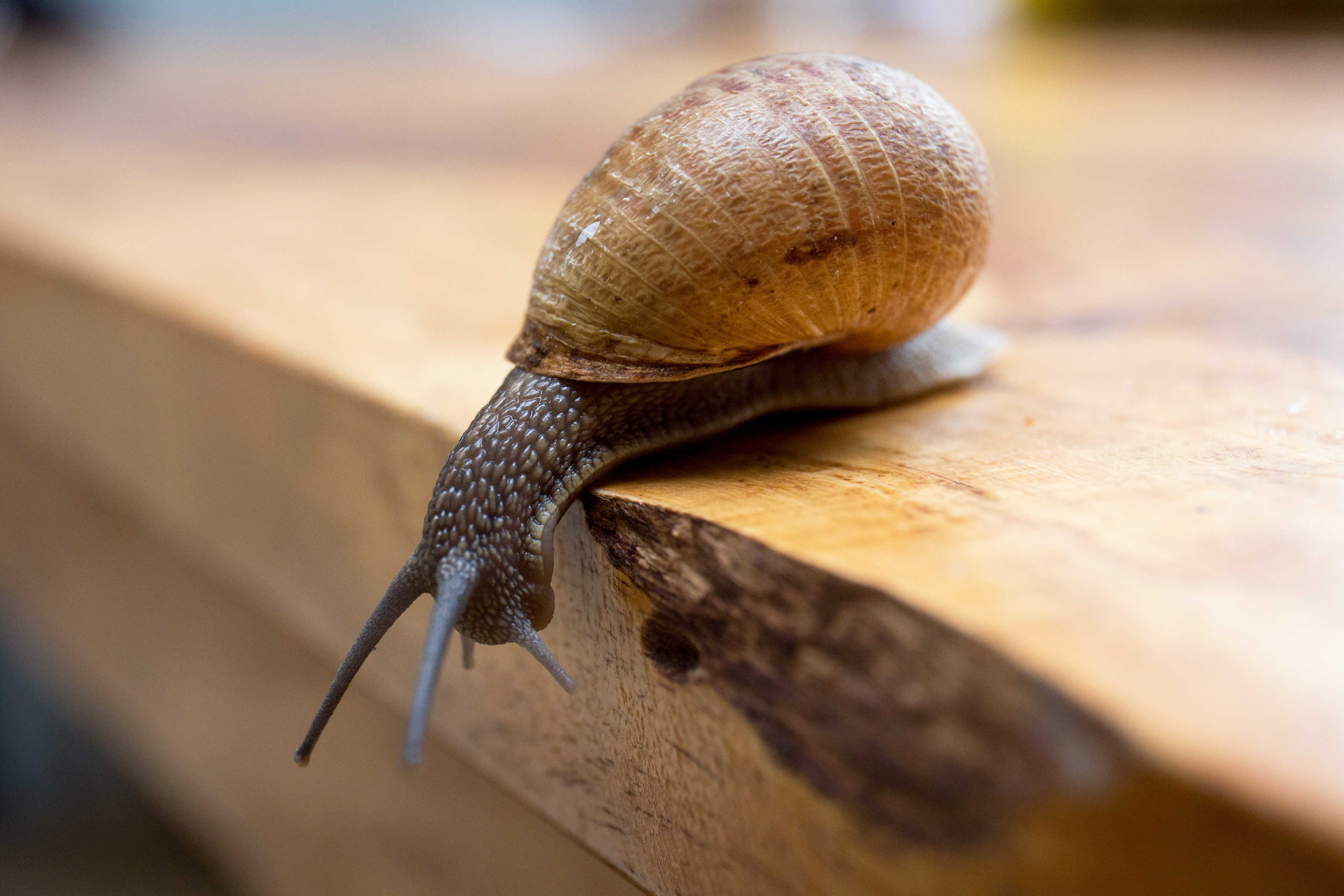 'Chef-koks kunnen nog creatiever zijn met slak'