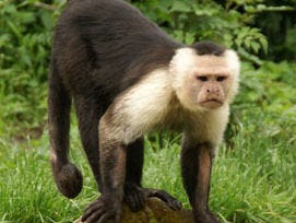 Dronken aap gaat barbezoekers te lijf