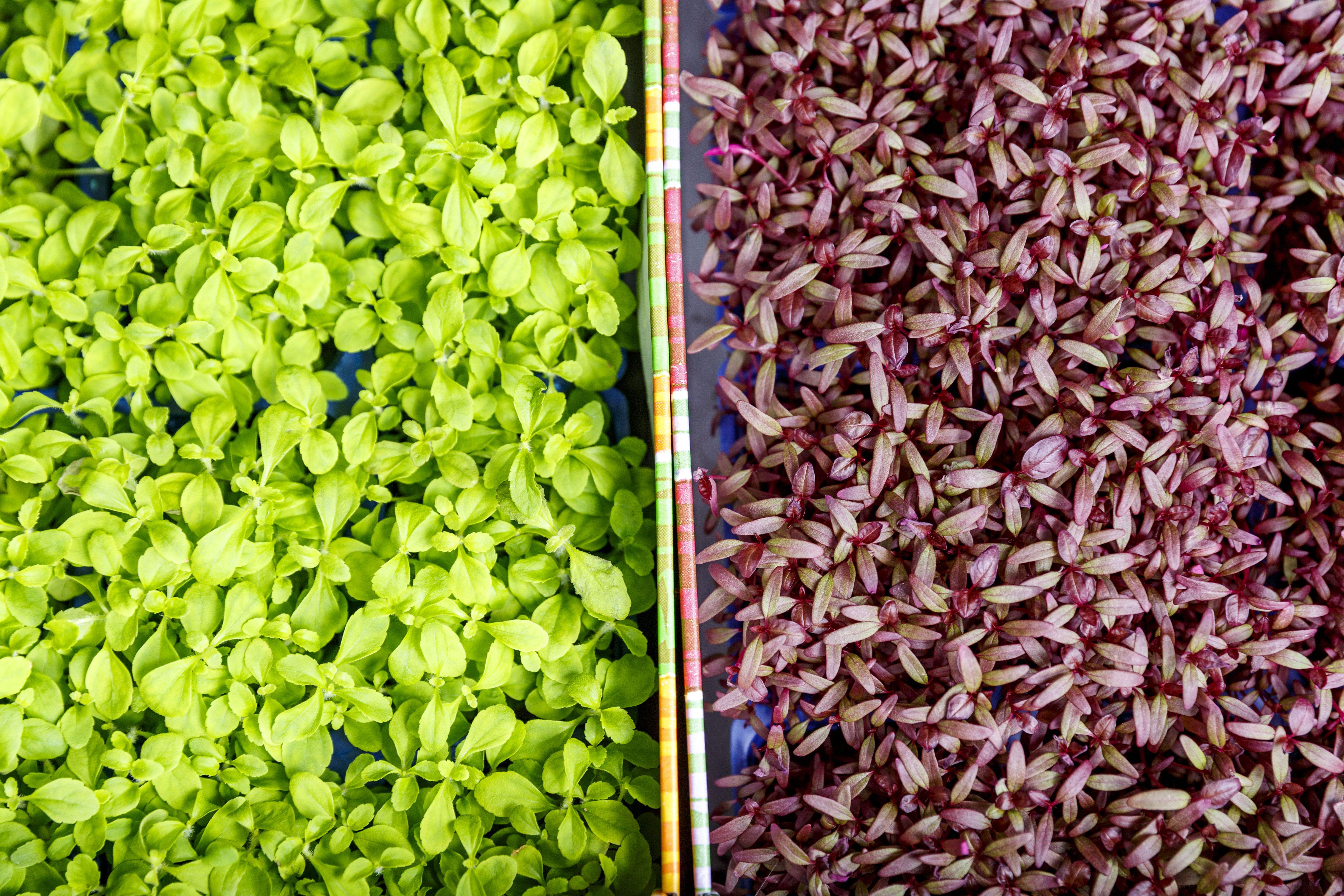 Koppert Cress wil 'meest gezonde bedrijfsrestaurant' hebben