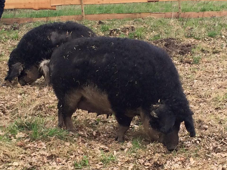 Chef-kok houdt wolvarkens in achtertuin restaurant