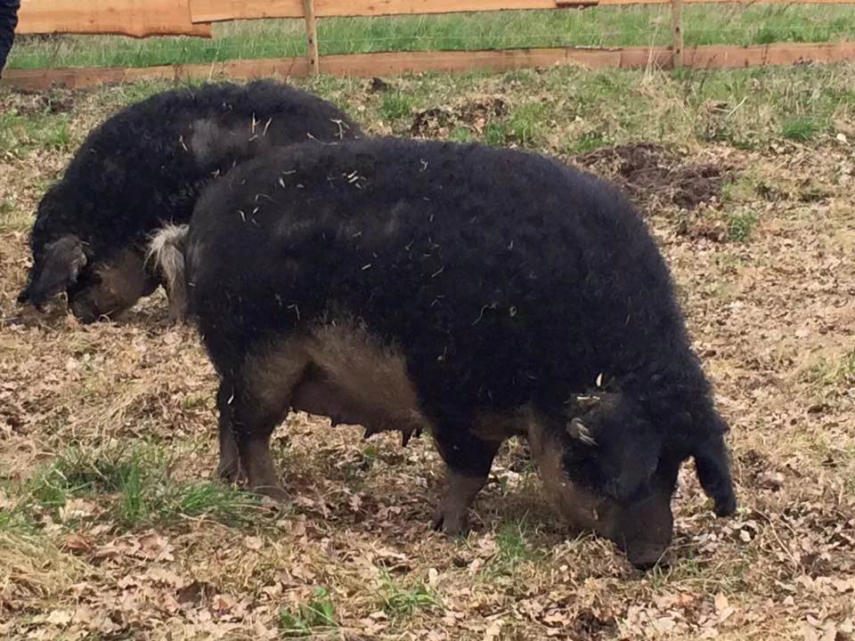 Facebook restaurant De Gaffel