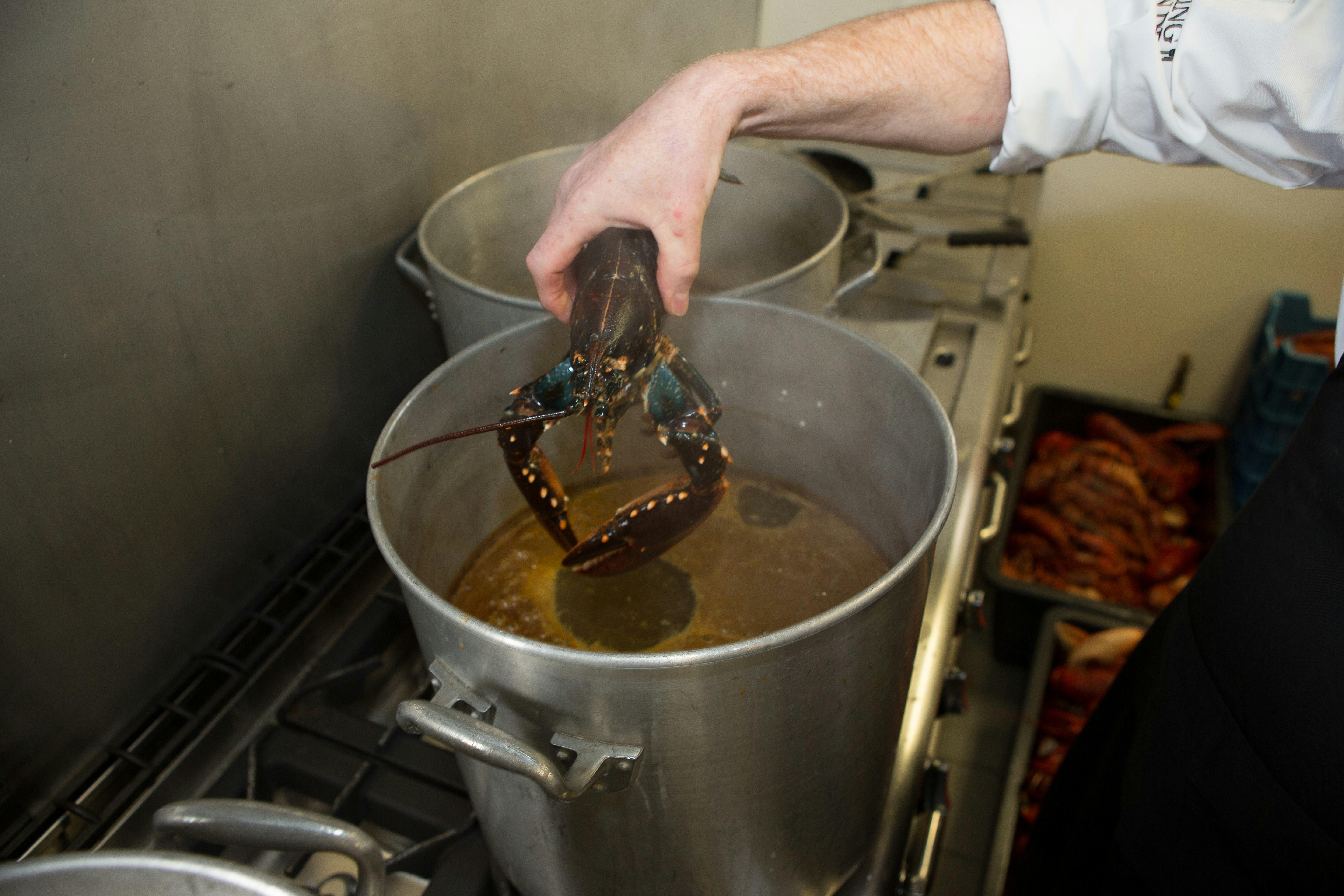 'Verbied levend koken kreeften in horeca'