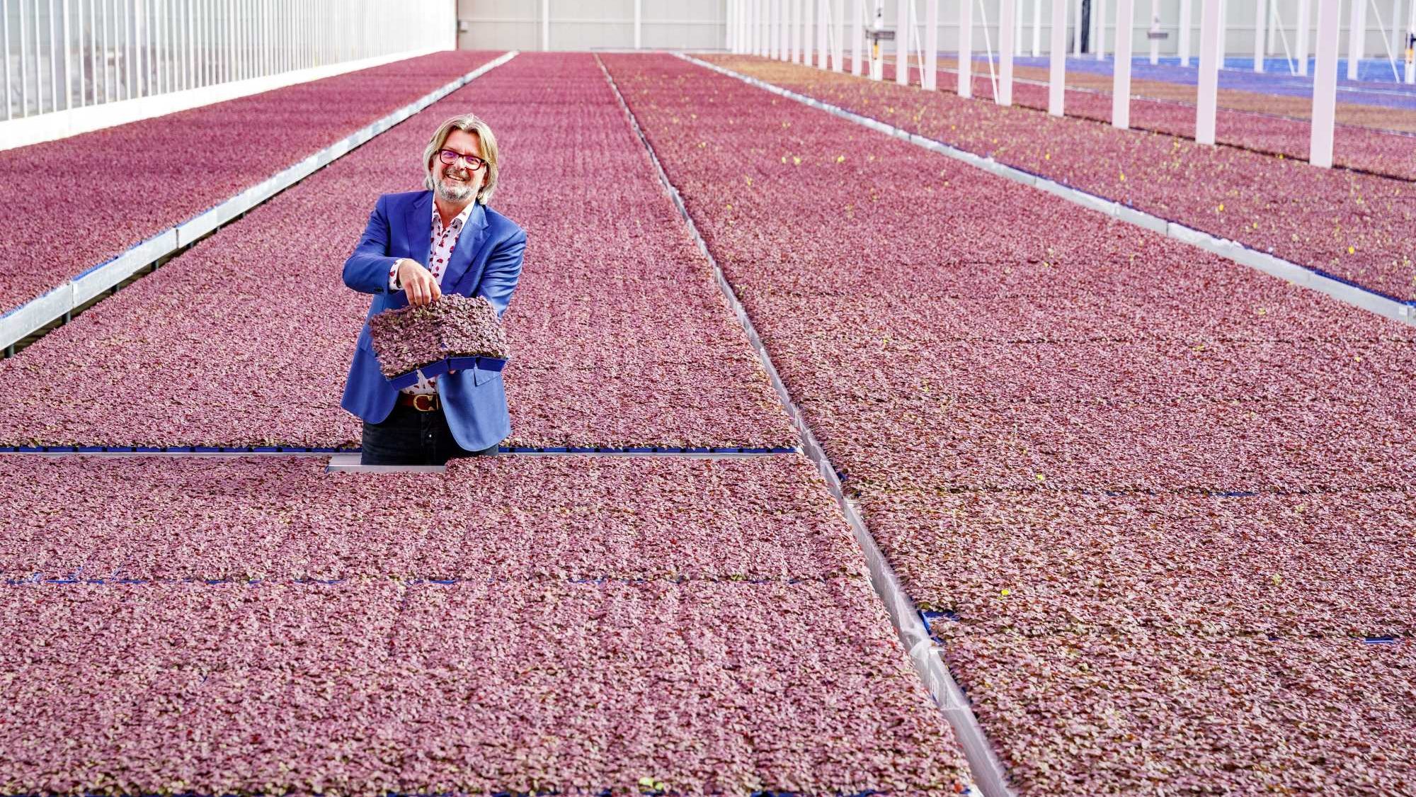 Rob Baan, directeur van Koppert Cress.