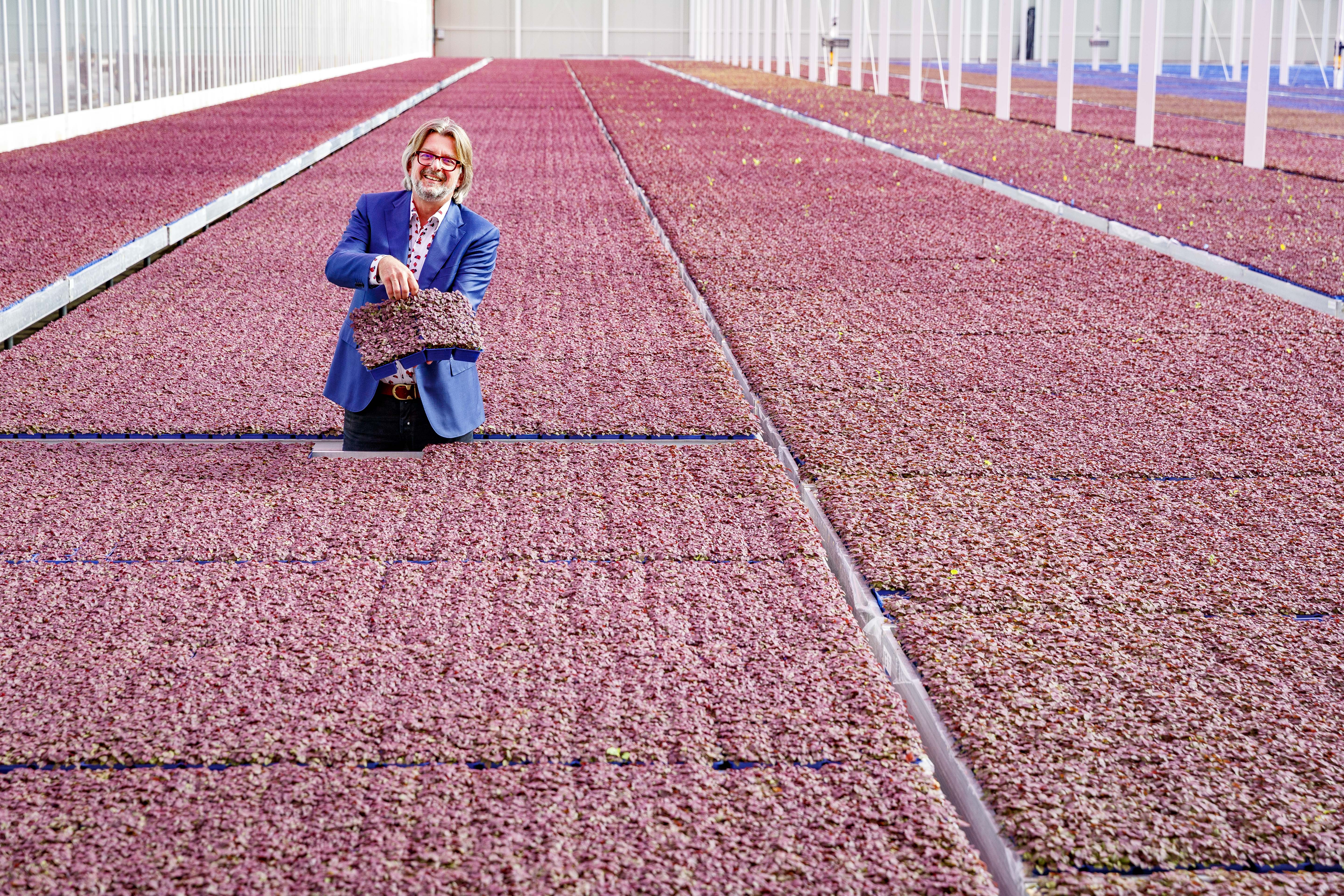 Koppert Cress vraagt chefs te komen oogsten om oogst te redden