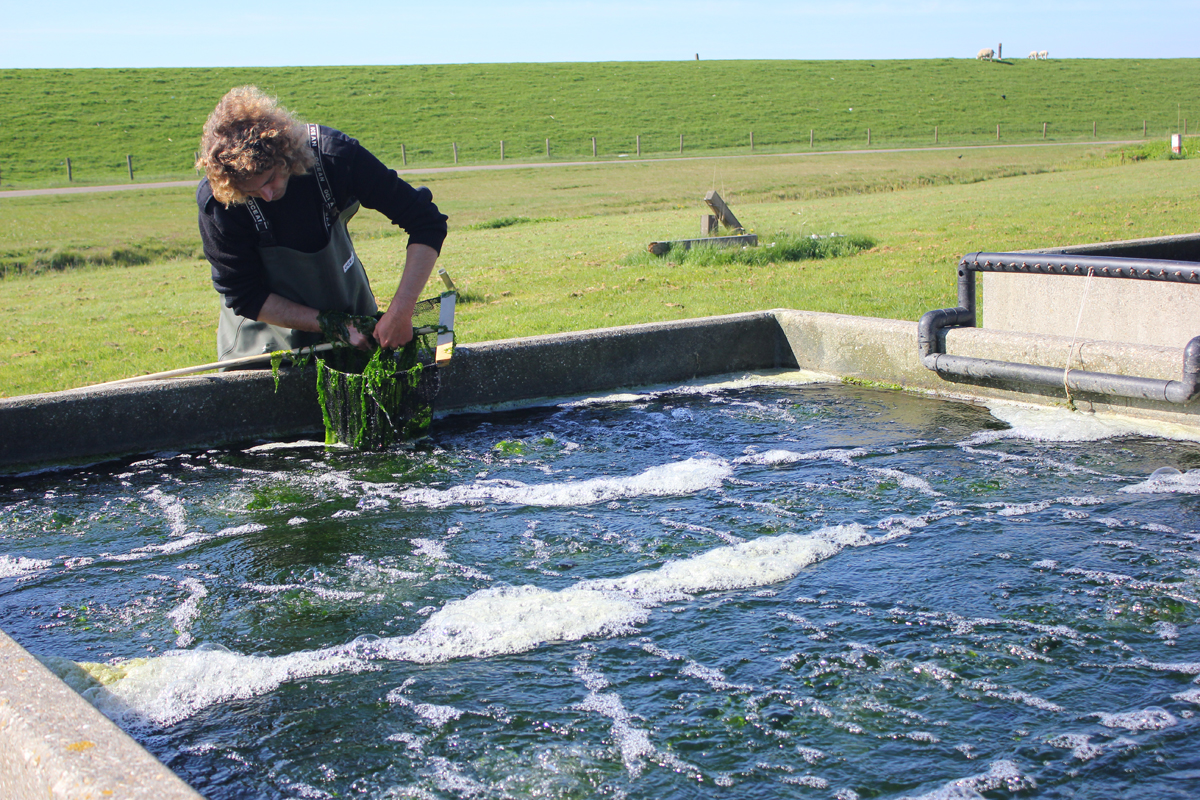 Texel teelt duurzaam truffelwier met zeewater