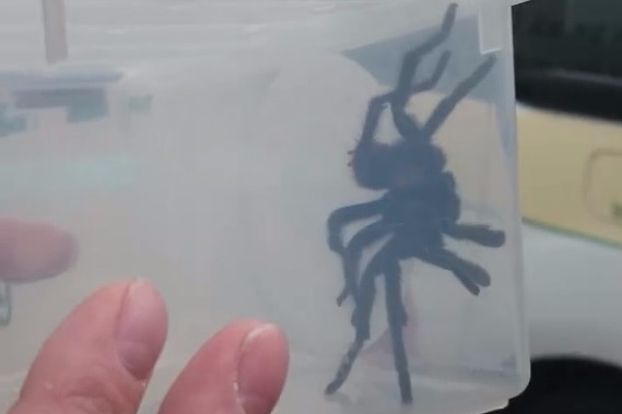 Vogelspin in badkamer Amsterdams hotel