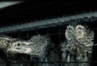 'Dierenleed Europese kwartelindustrie onthuld'