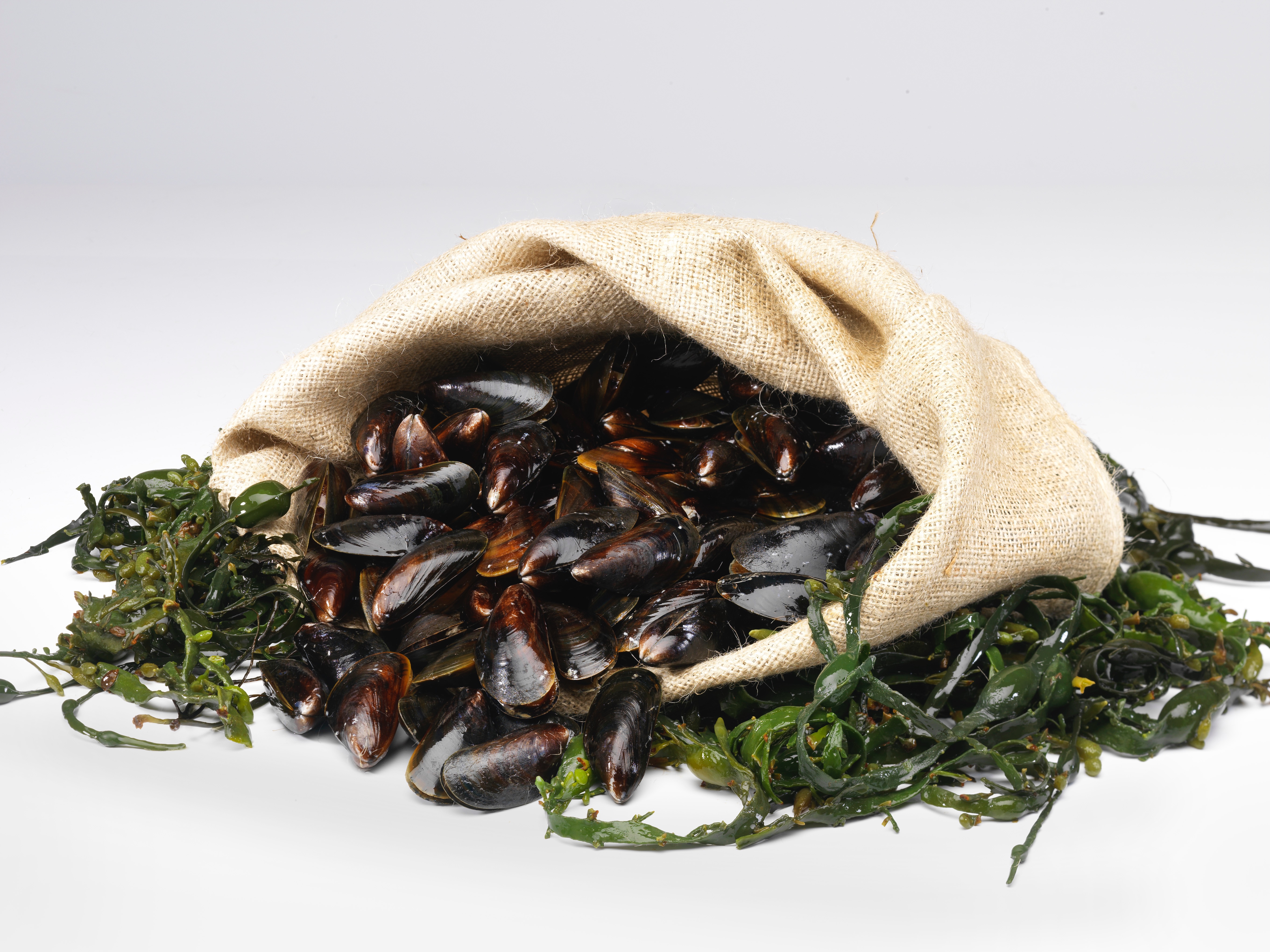 Mosselseizoen geopend met eerste baal Zeker Zeeuws