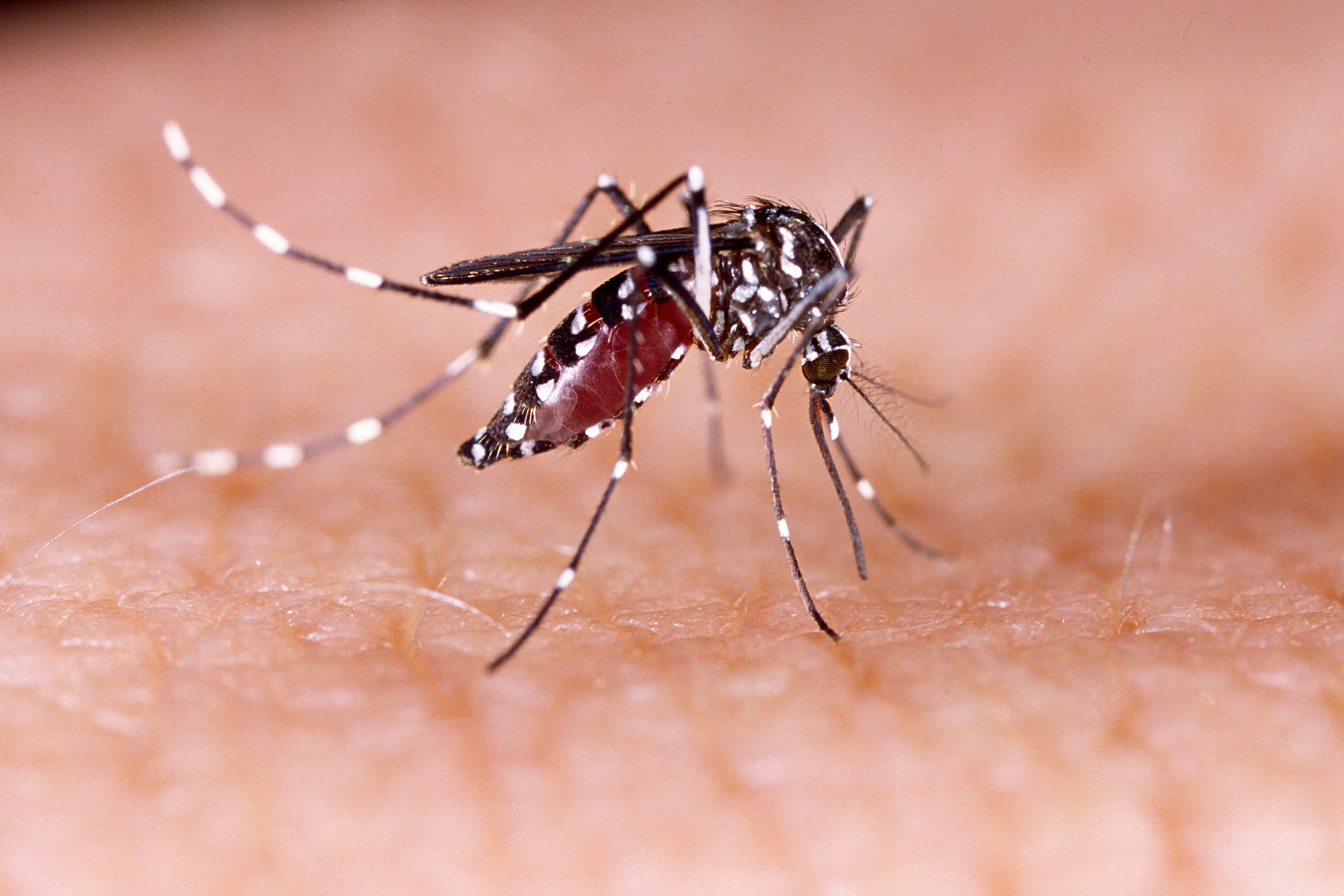 9 Tips om muggen te weren tijdens muggenplaag