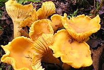 Cantharel in bos steeds vaker prooi plukkers