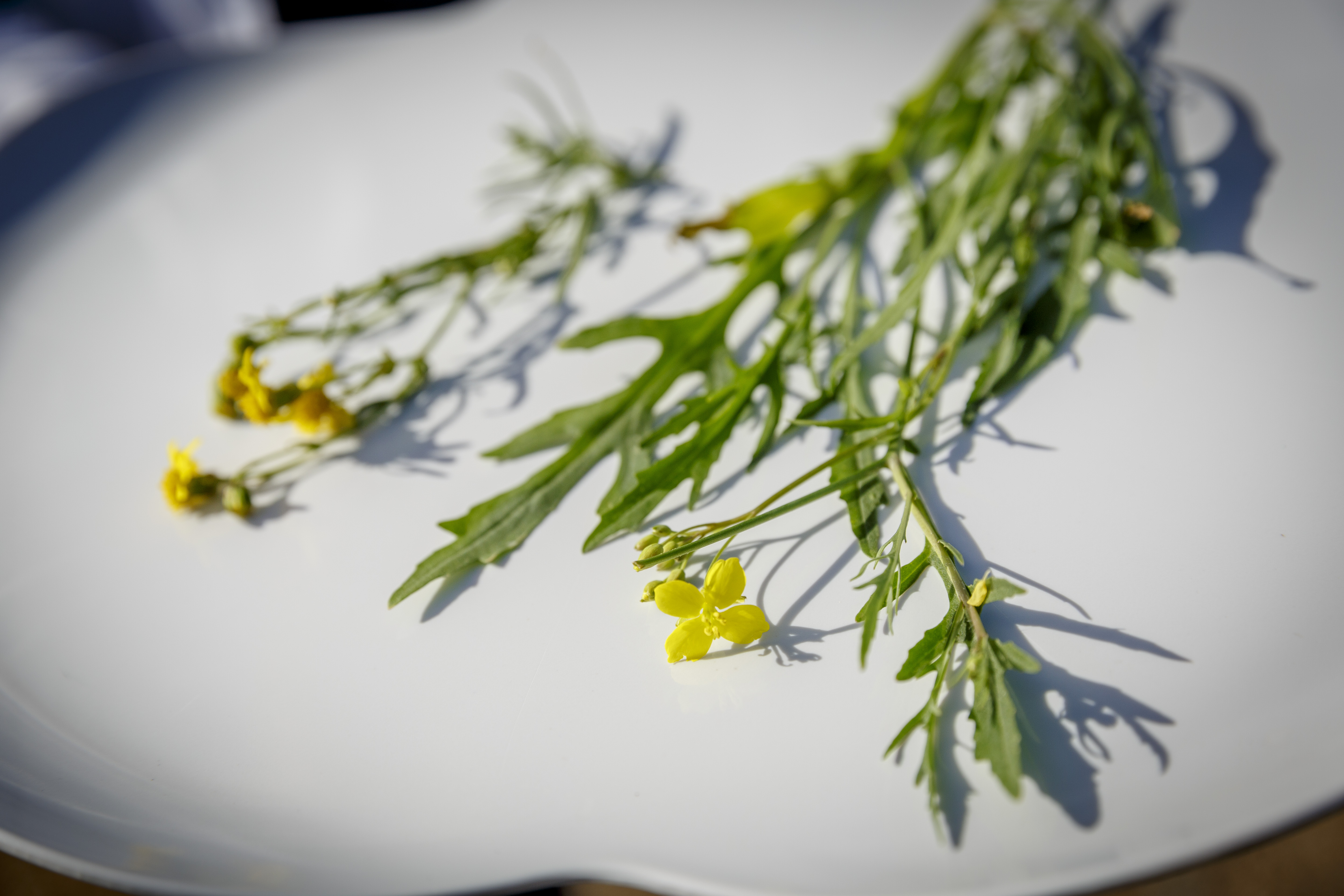 (c) Roel Dijkstra / Foto: Joep van der Pal
