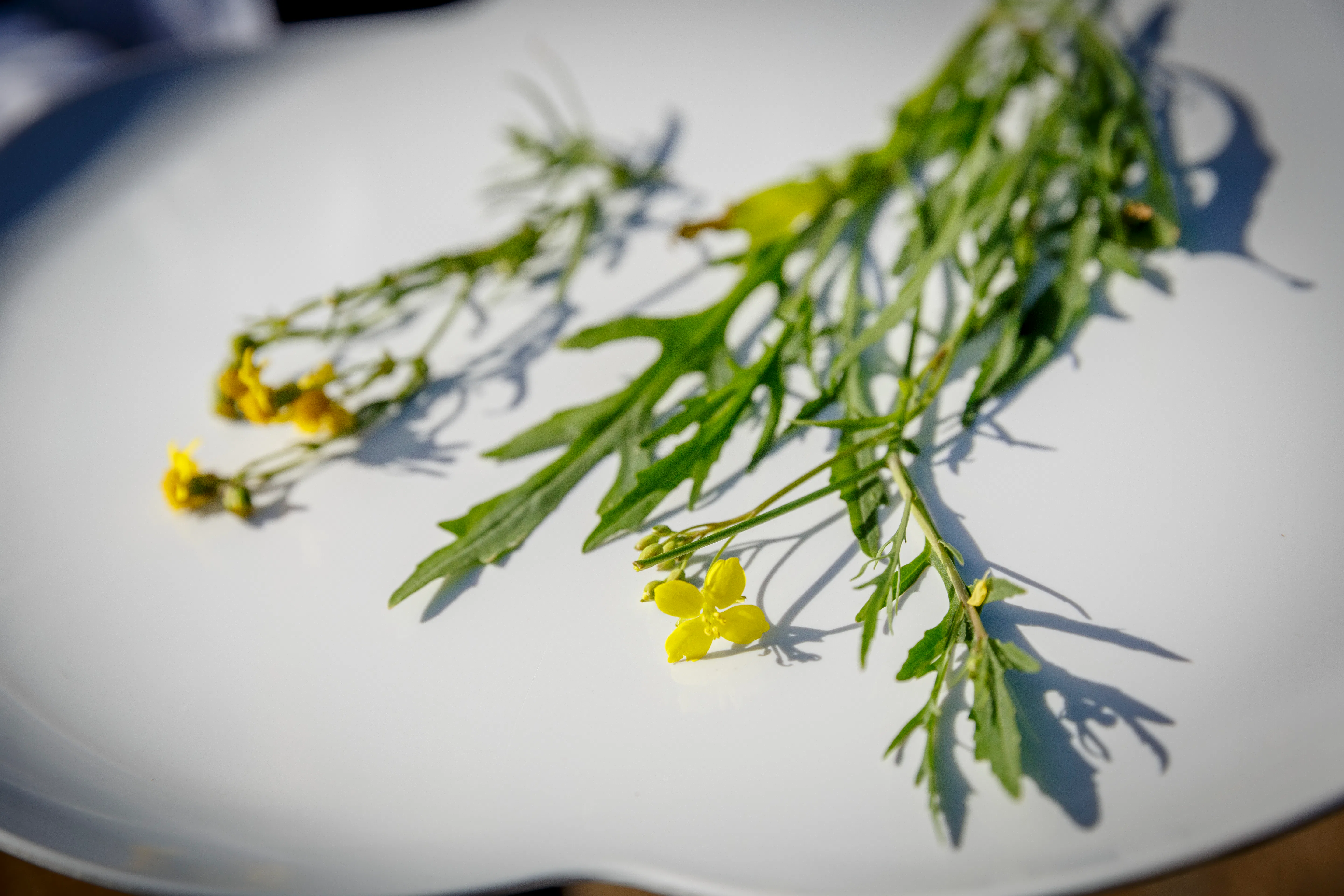 (c) Roel Dijkstra / Foto: Joep van der Pal