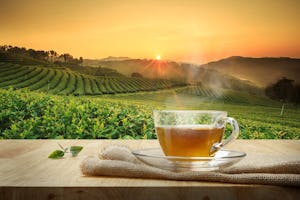 Gezocht dutch tea thee champion