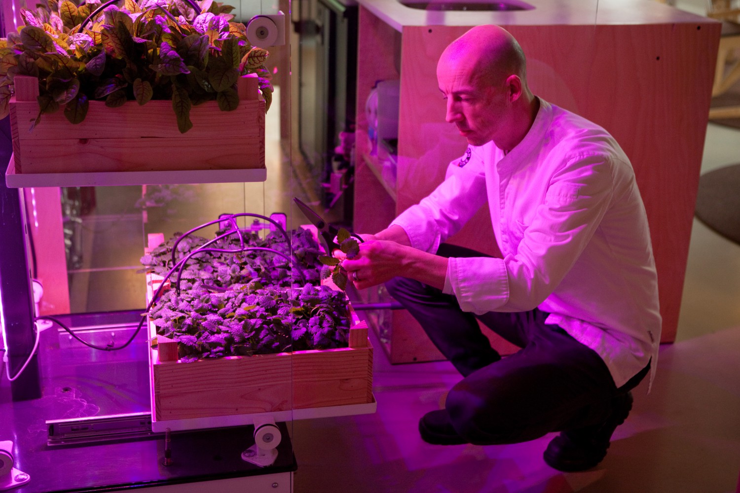 Kweecker: lancering slimme kweekkas voor koks