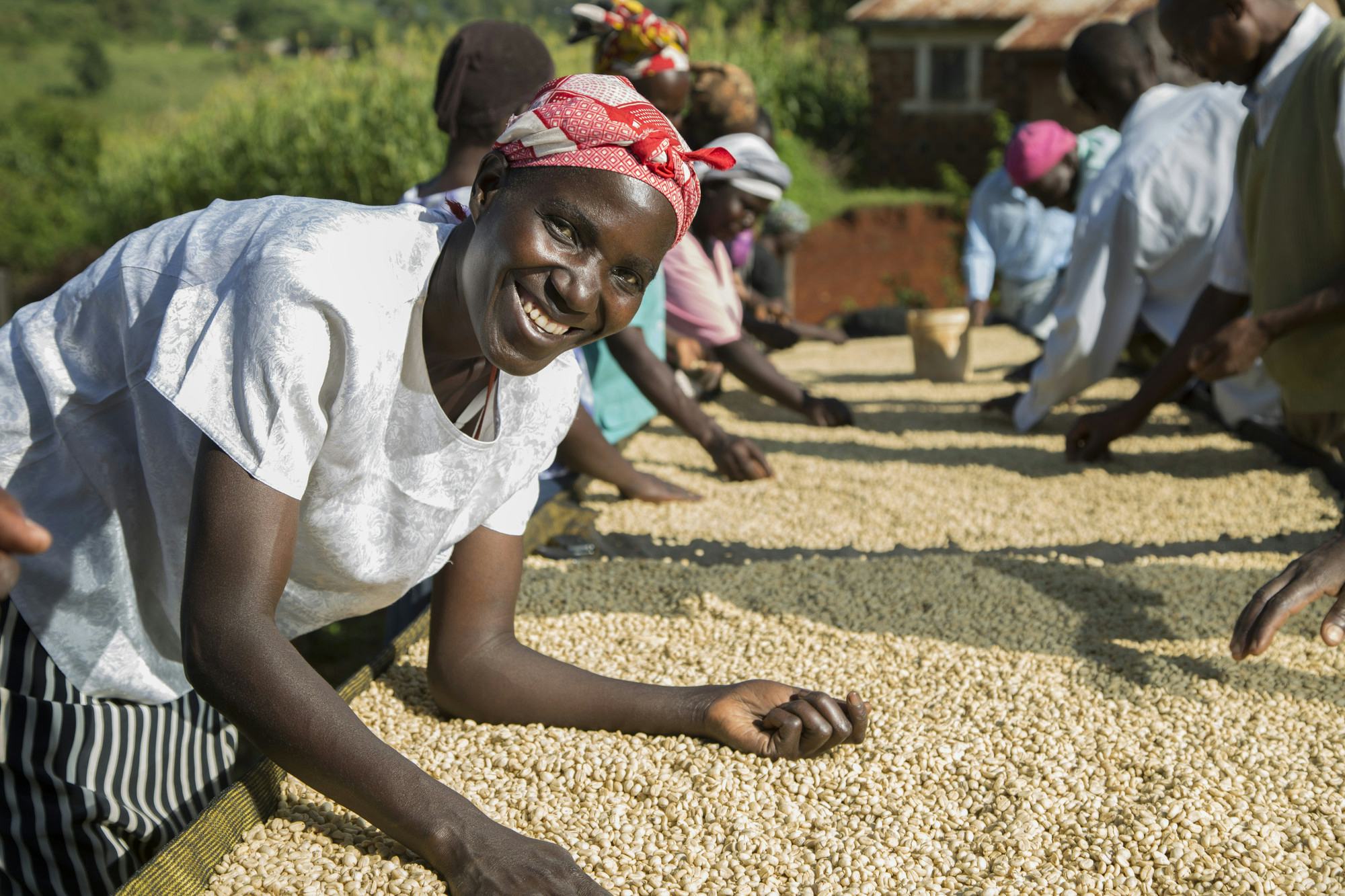 Koffie oogsten in Kenia: naar de oorsprong van de boon