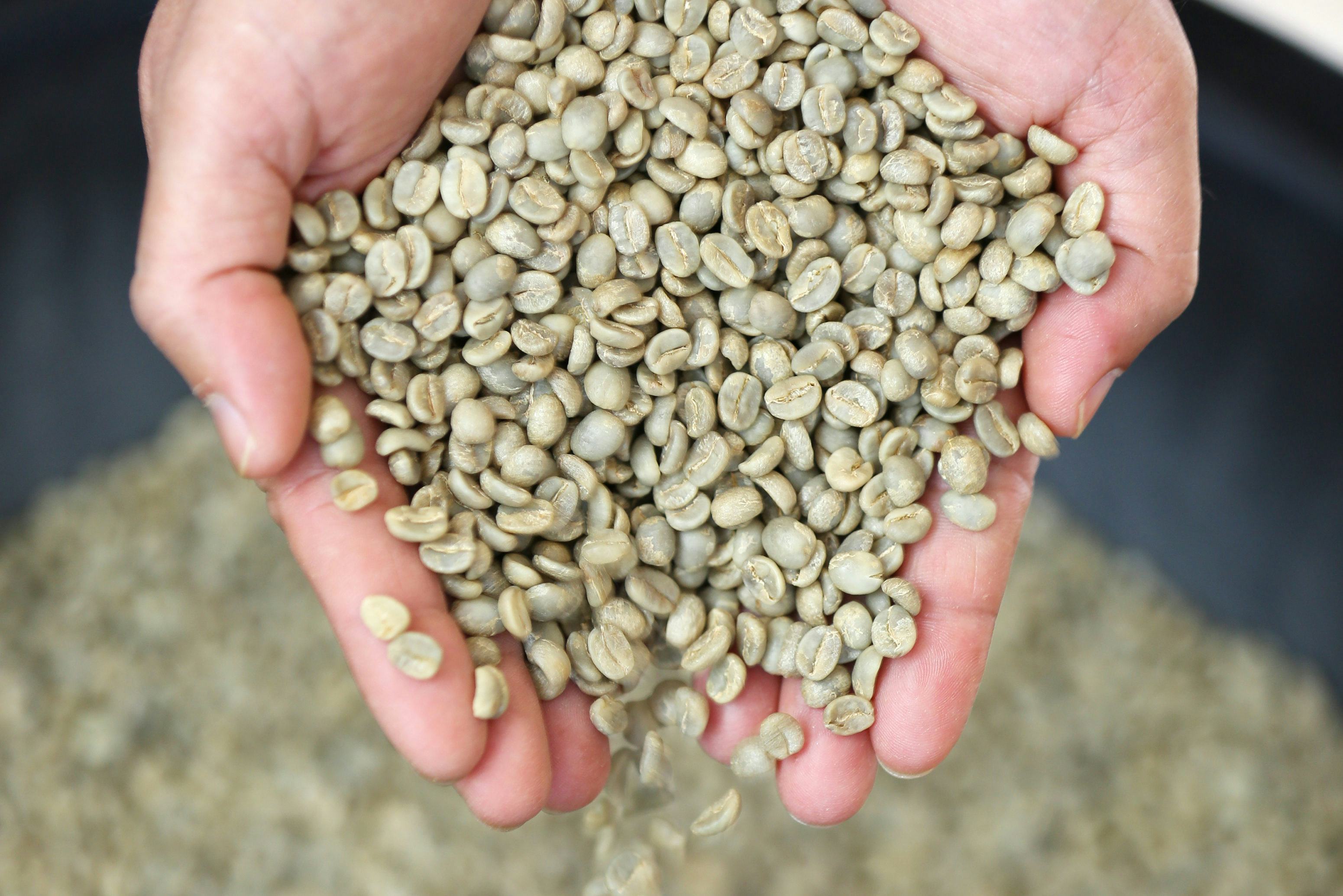 Handel in ‘rauwe’ koffie: de weg van de groene boon