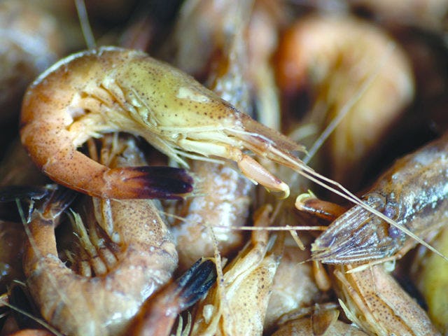 Prijsstijging Hollandse garnalen