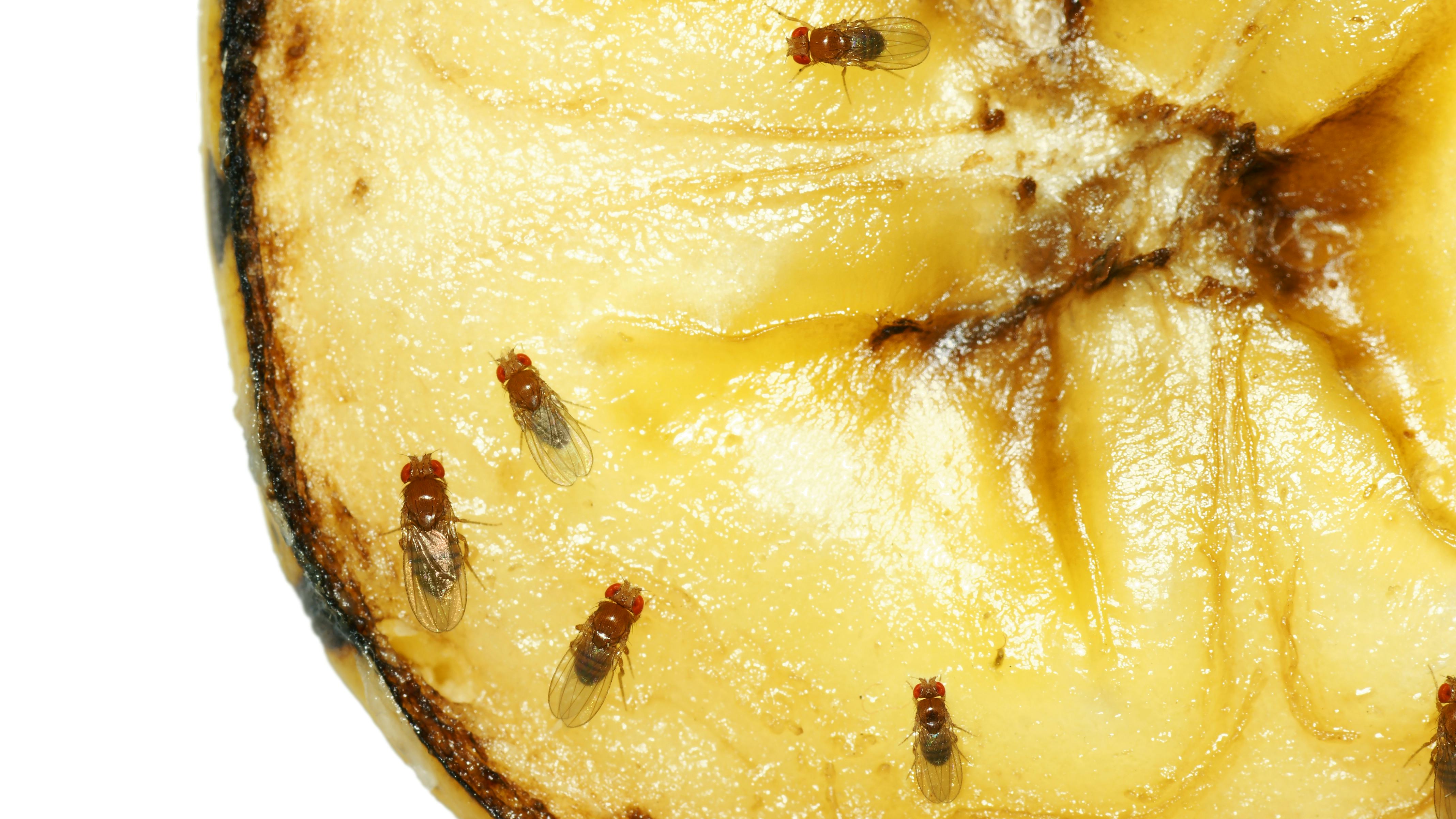 Tips tegen fruitvliegjes in de horeca: Hoe kun je ze weren en bestrijden?