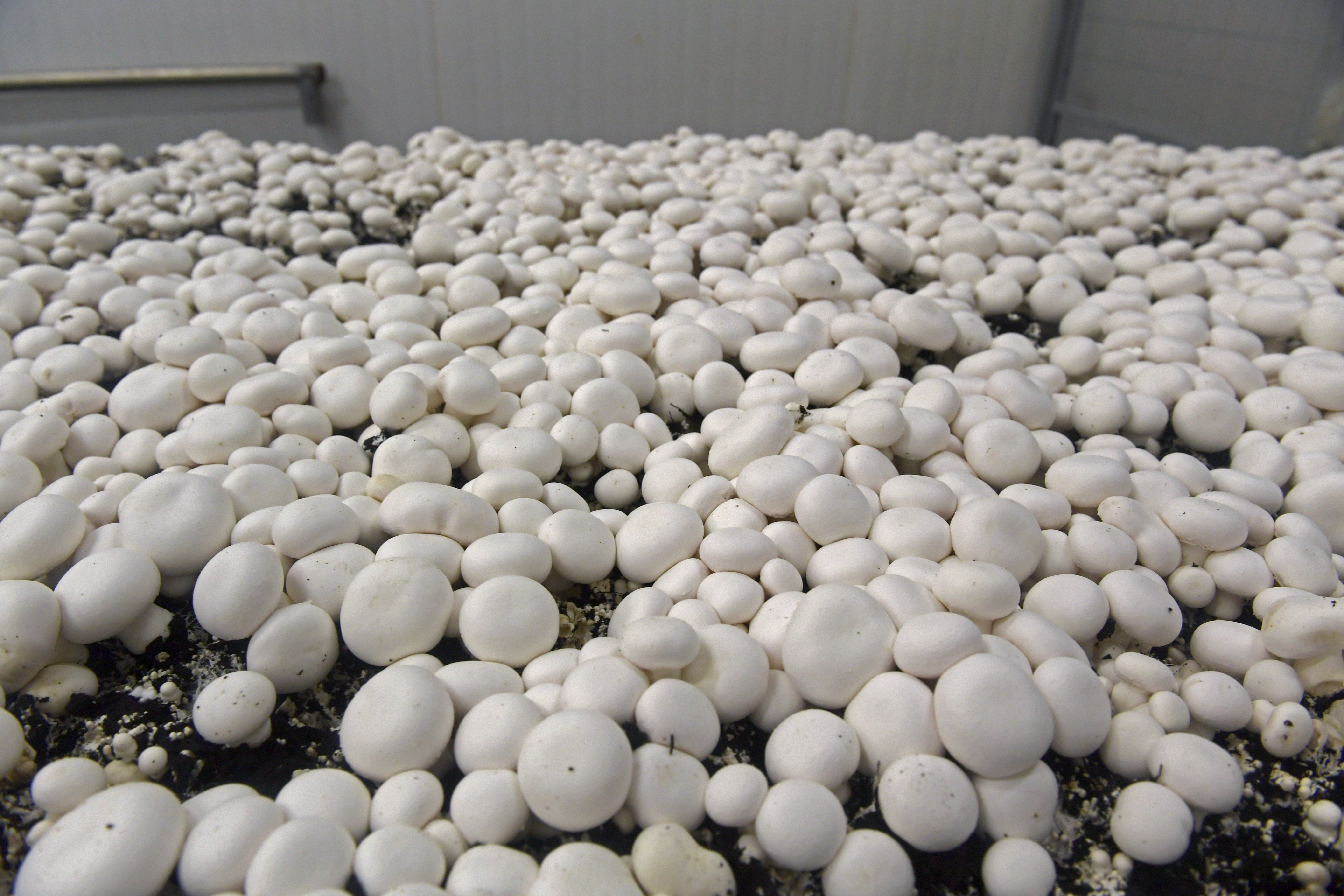 Foto's: Fotopersbureau Dijkstra