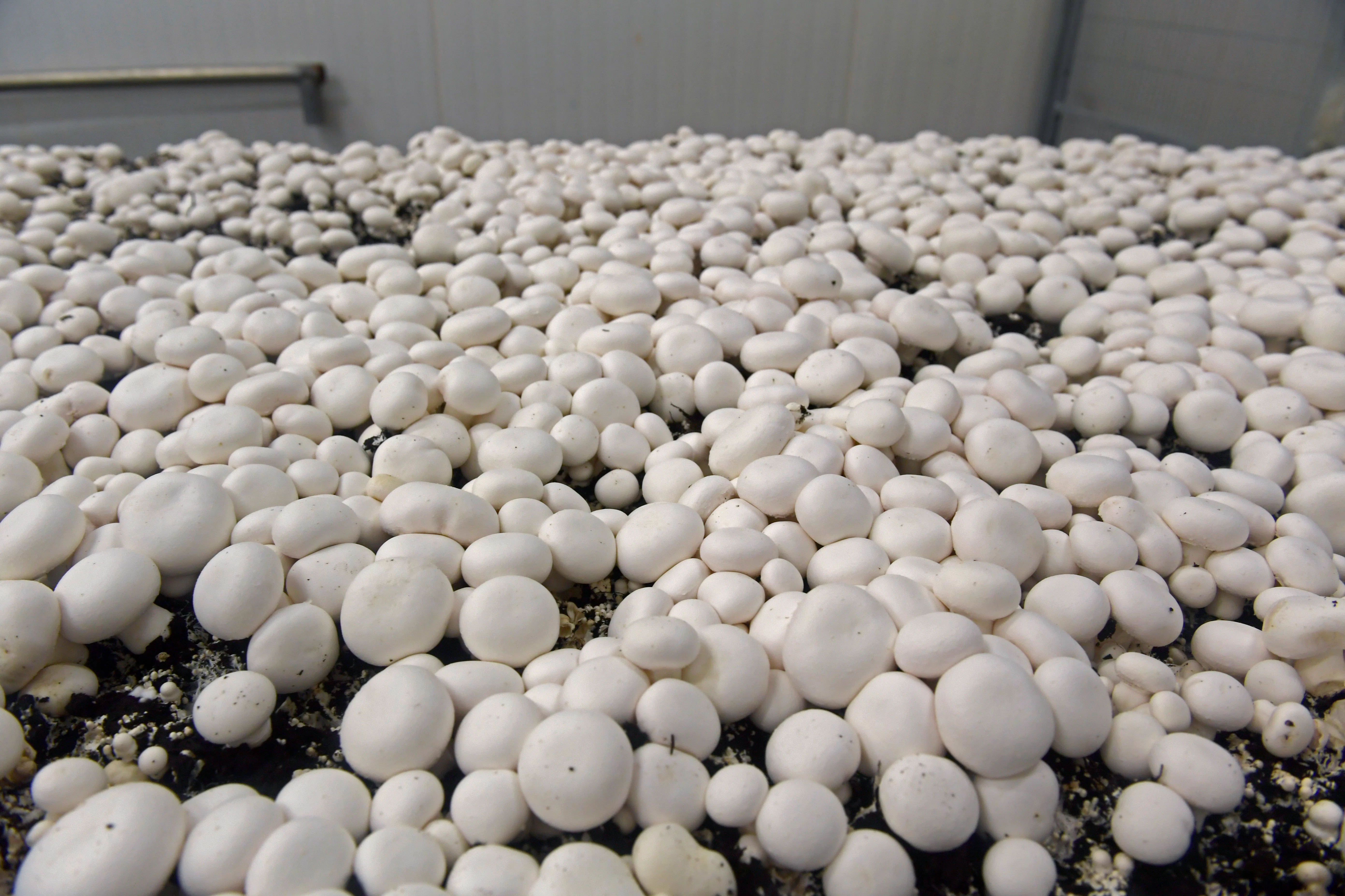 Foto's: Fotopersbureau Dijkstra