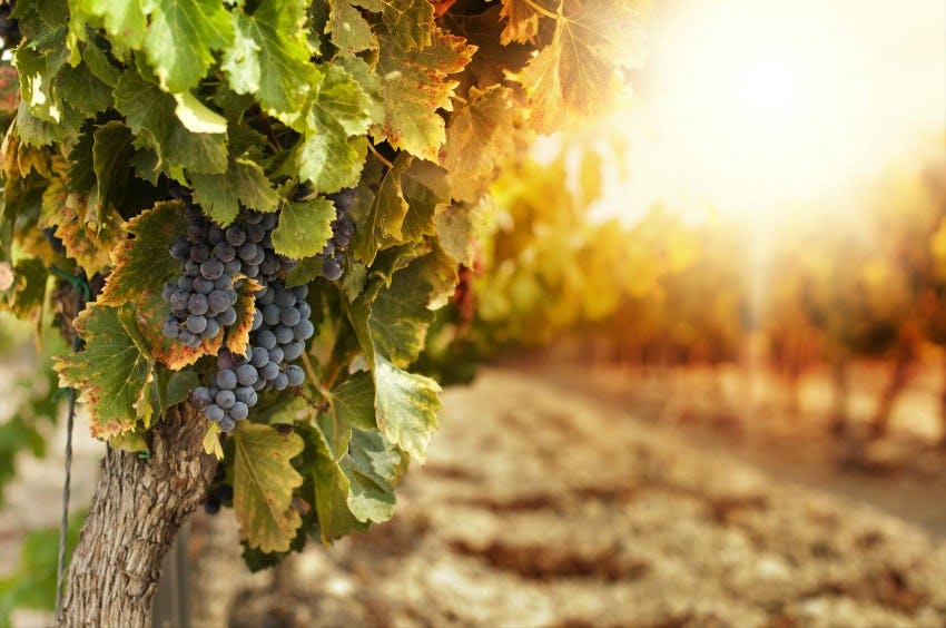 Wijnimporteurs zien vraag naar biologische wijn stijgen
