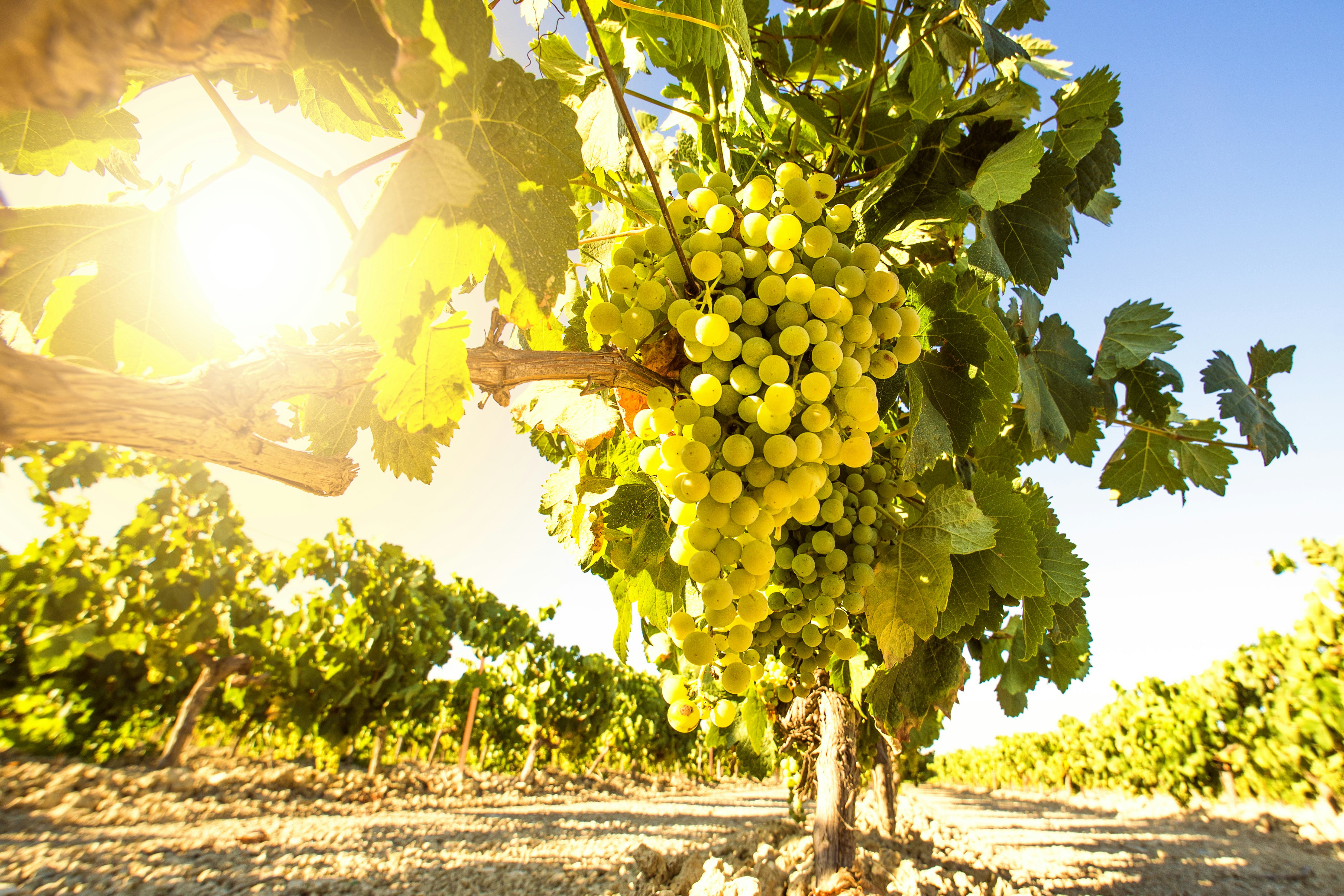Noord-Brabant steeds belangrijker voor wijnproductie