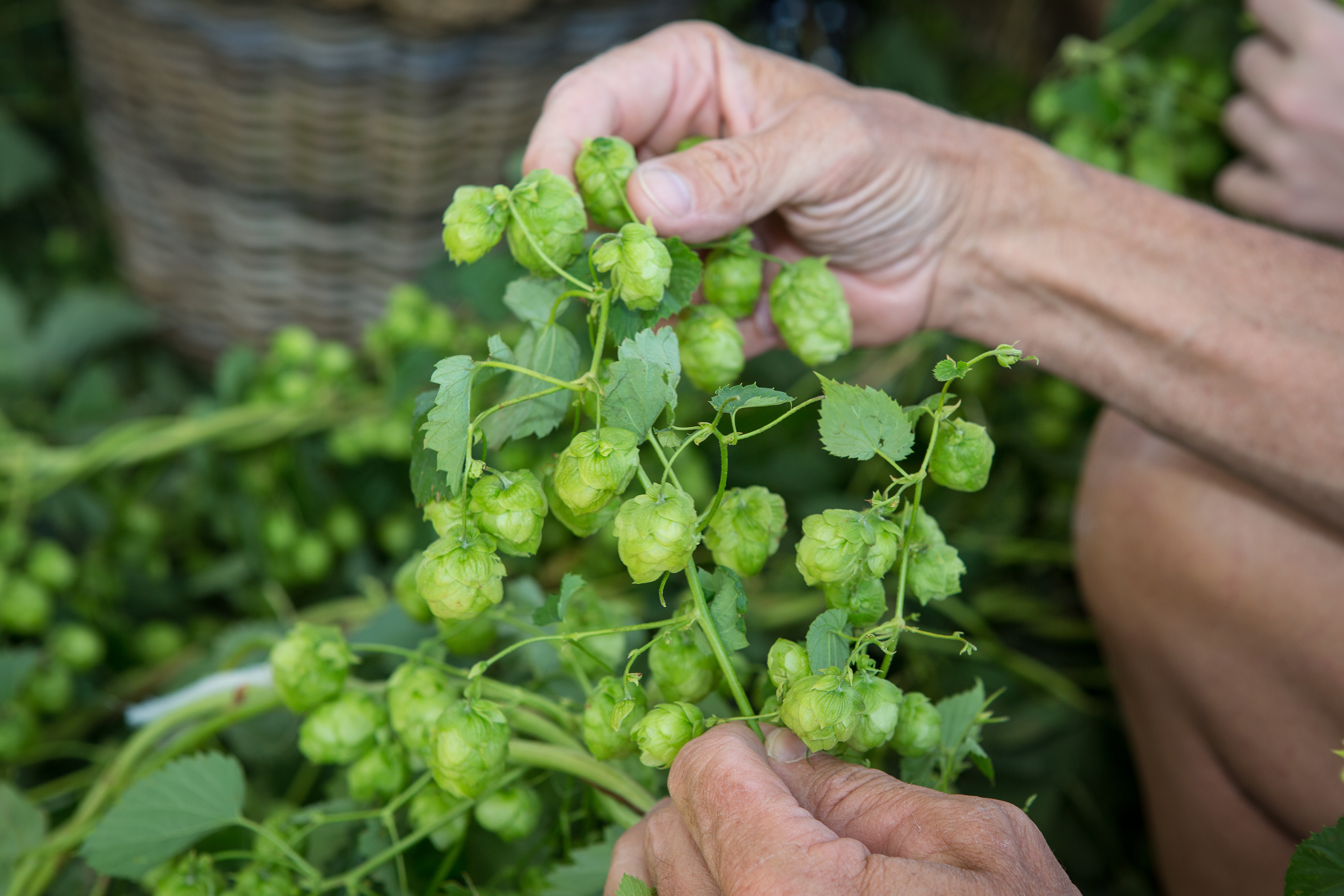 Gevangenen gaan hop telen voor bierbrouwer Maallust