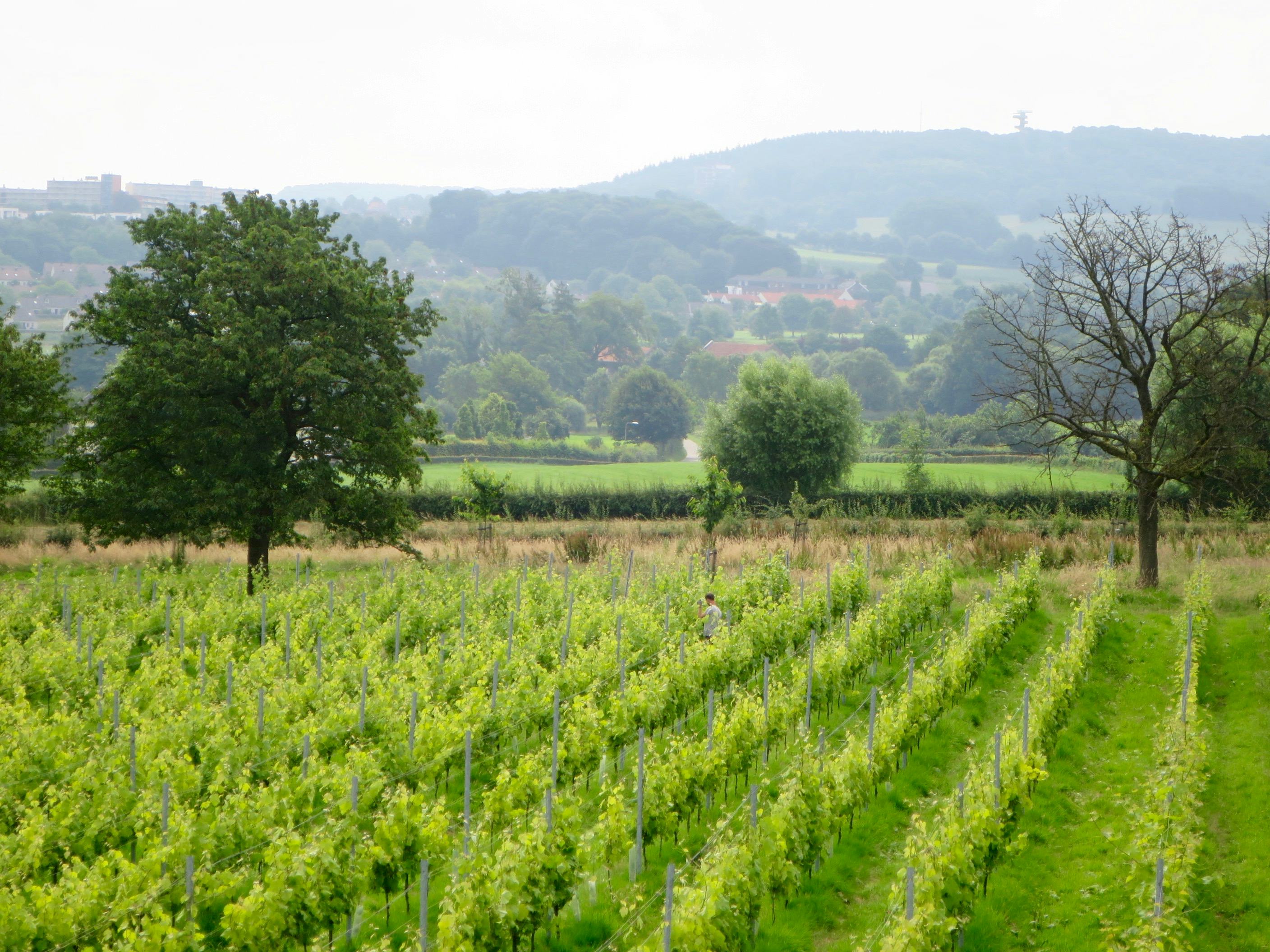 Nieuwe Nederlandse mousserende wijn uit Limburg