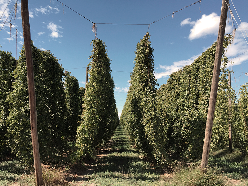 Gulpener Hopoogst wordt compleet festival: Hopfest