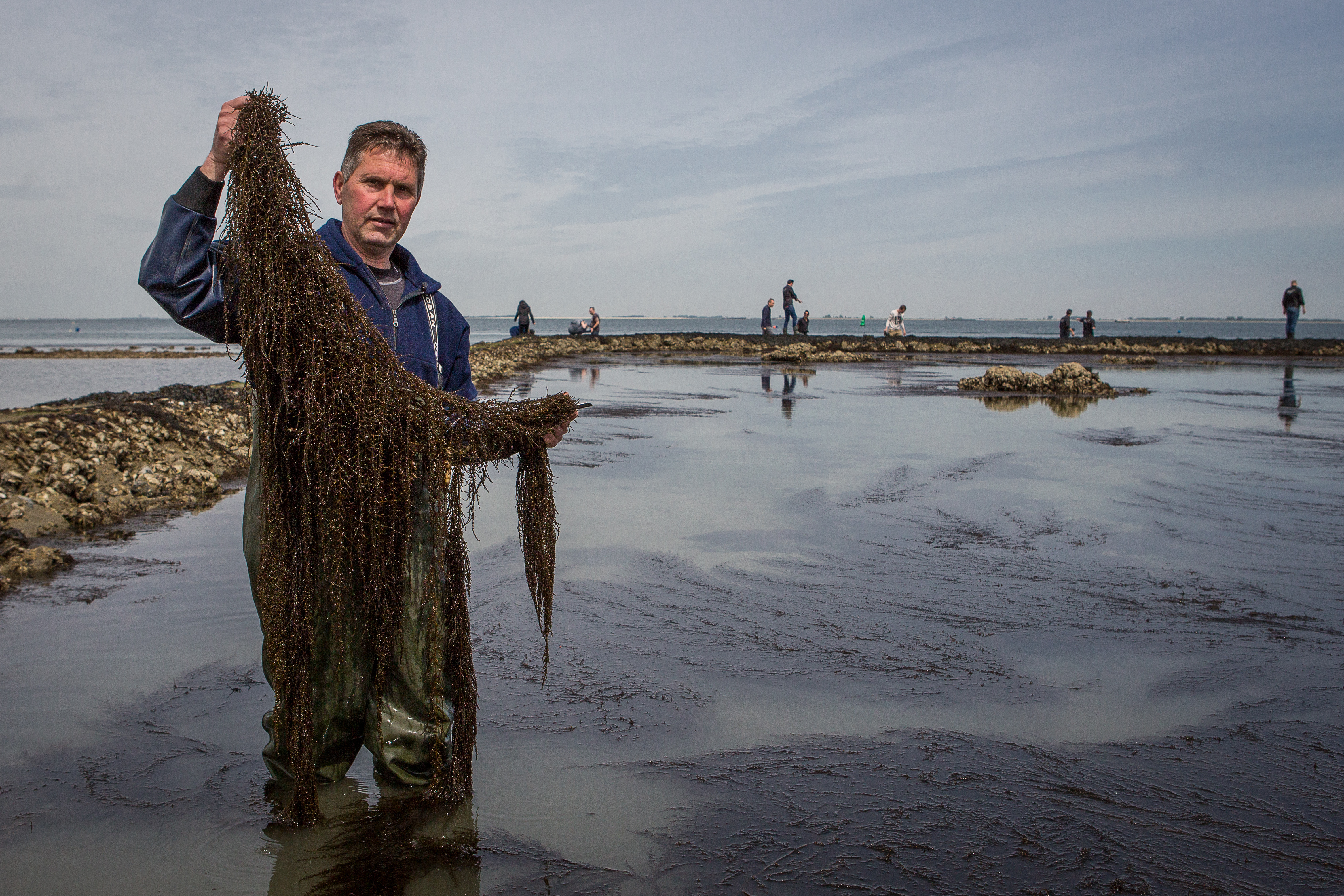 Jan Kruisse toont zeewier in de Oosterschelde. Foto: Peter Roek.