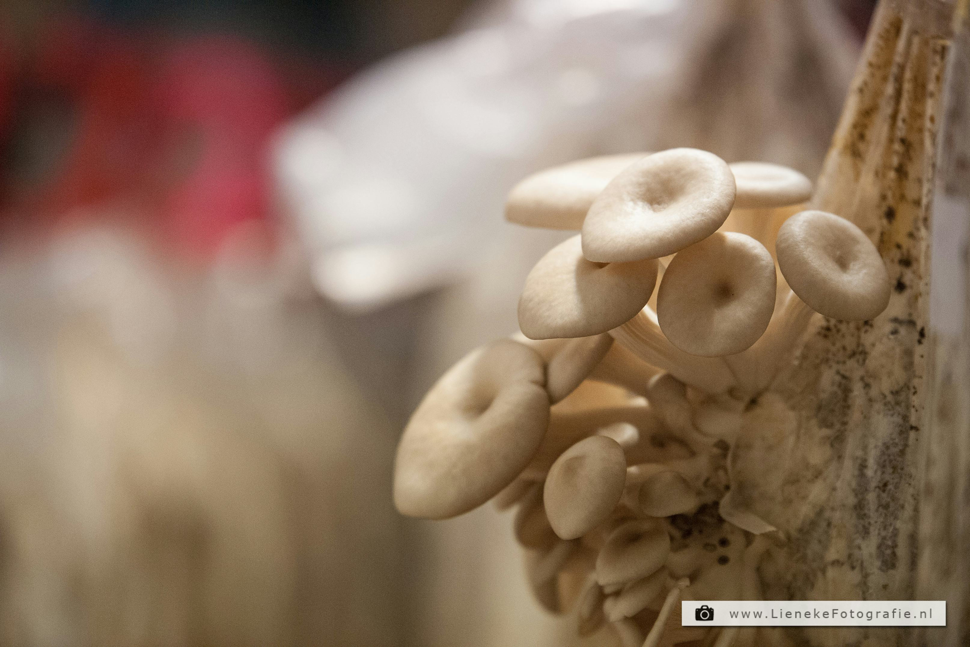 Twee jaar na brand opent Rotterzwam nieuwe kwekerij