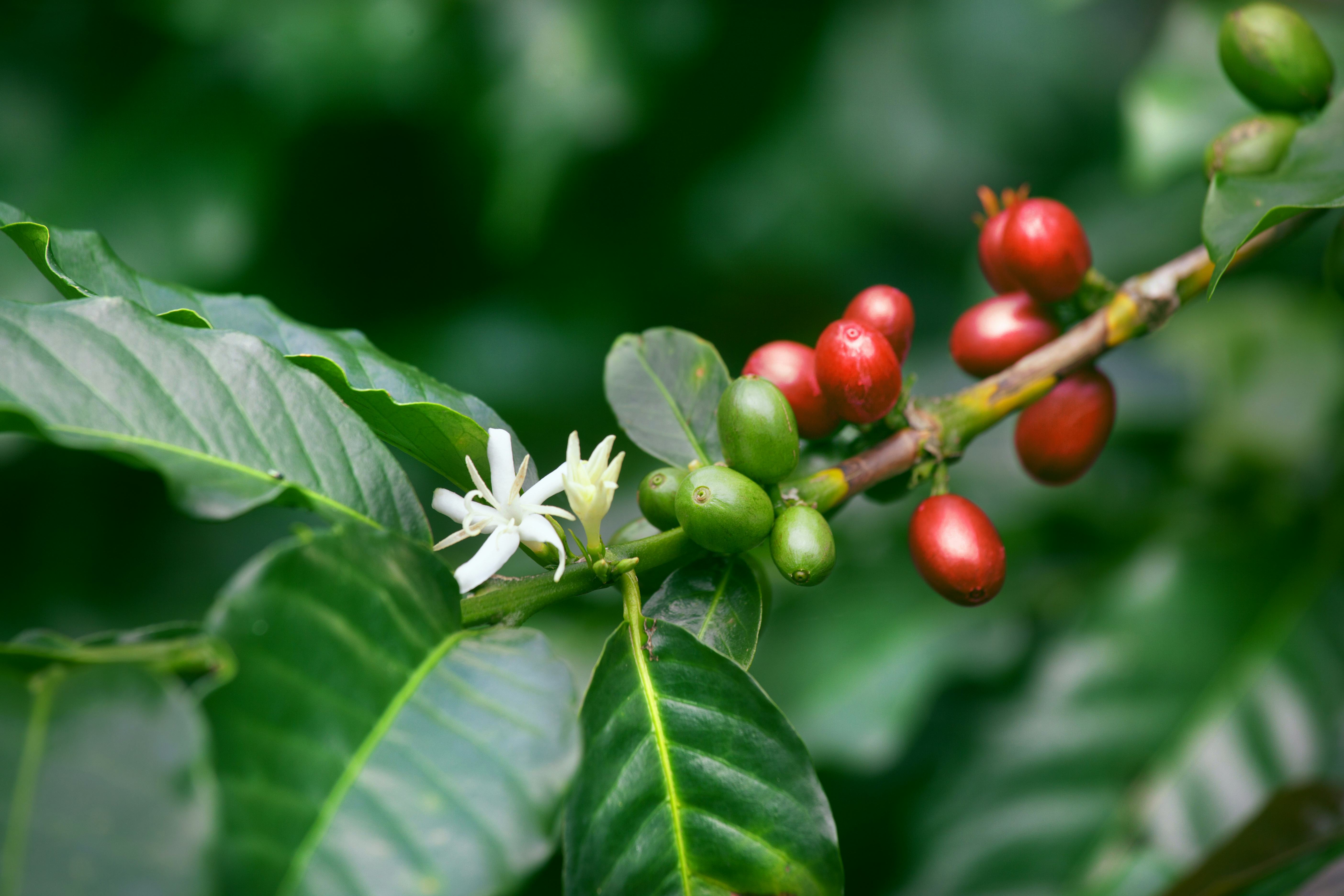 Veelzijdigheid van de koffieplant: Bloemen, bladeren,  bessen, bonen, alles is te drinken