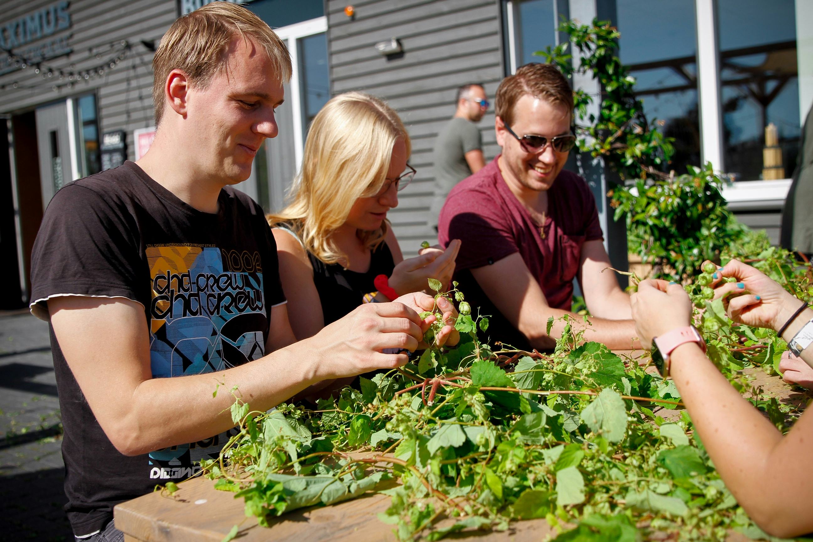 Vrijwilligers plukken hop Brouwerij Maximus voor nieuw bier