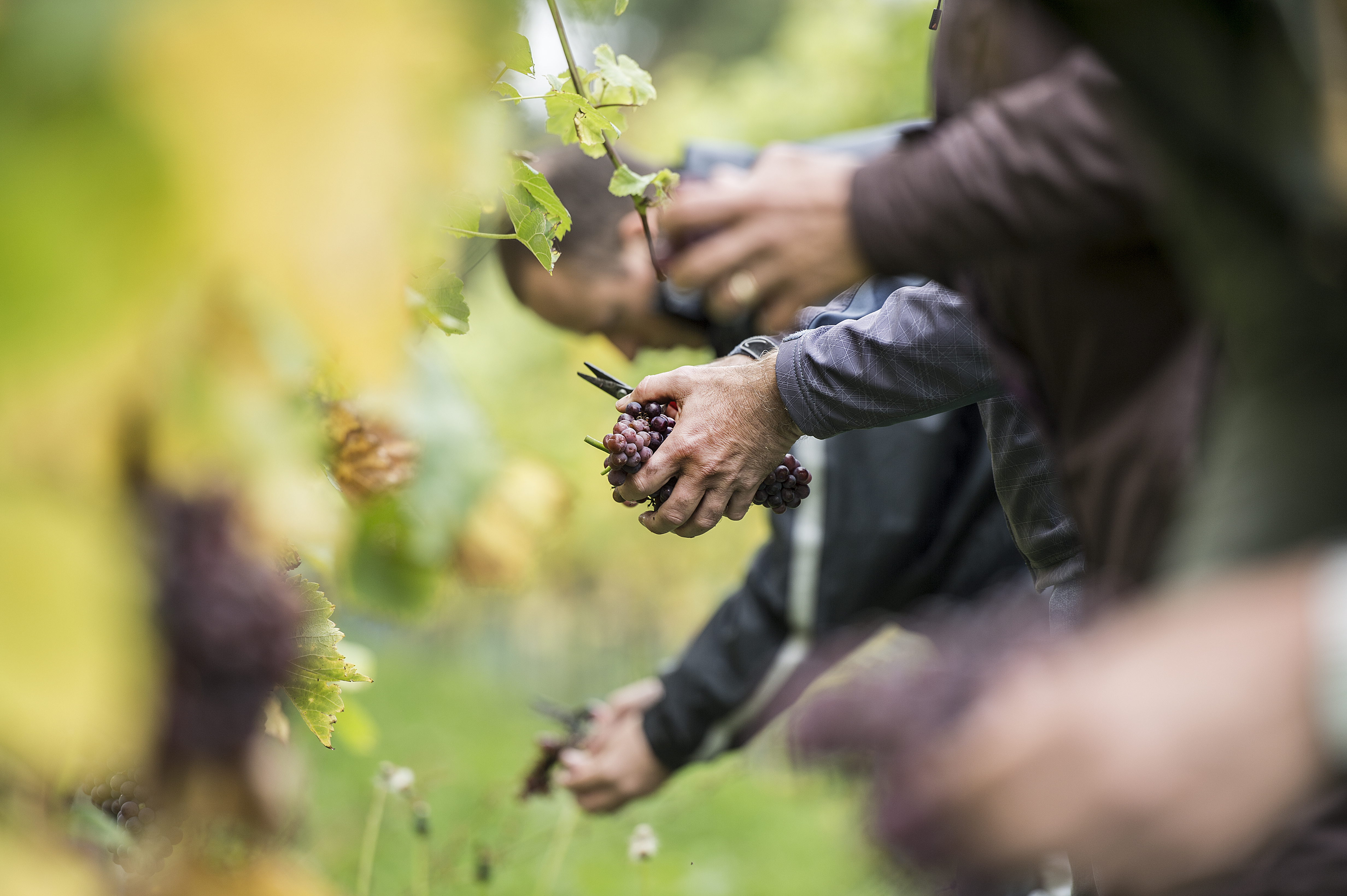 Druivenpluk op Domein Holset