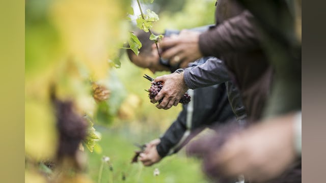 Druivenpluk op Domein Holset