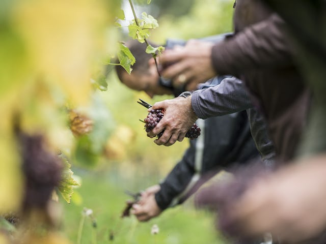Druivenpluk op Domein Holset