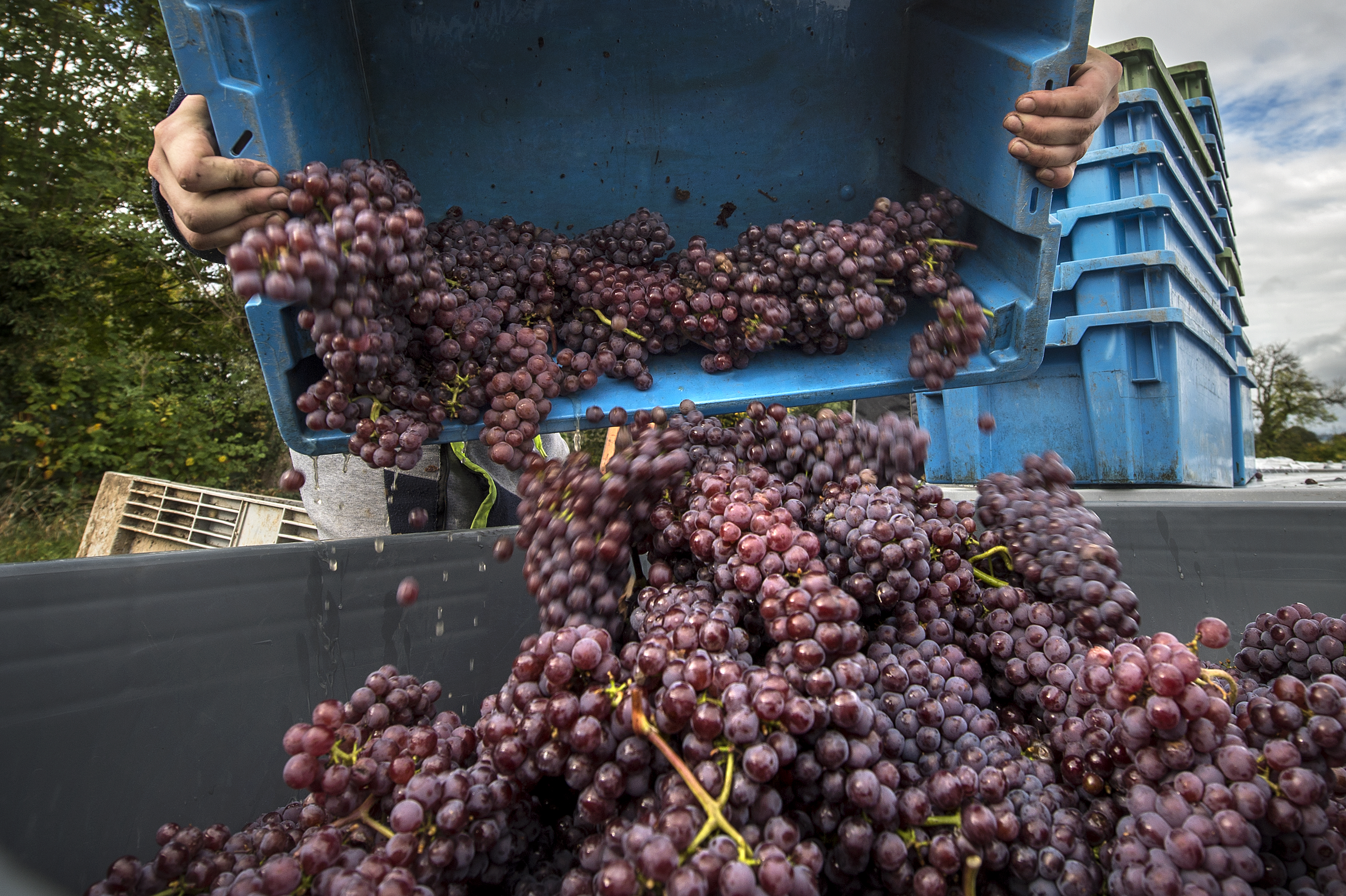 Druivenpluk op Domein Holset