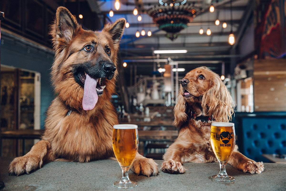 Brewdog Outpost Rotterdam opent 5 juni de deuren