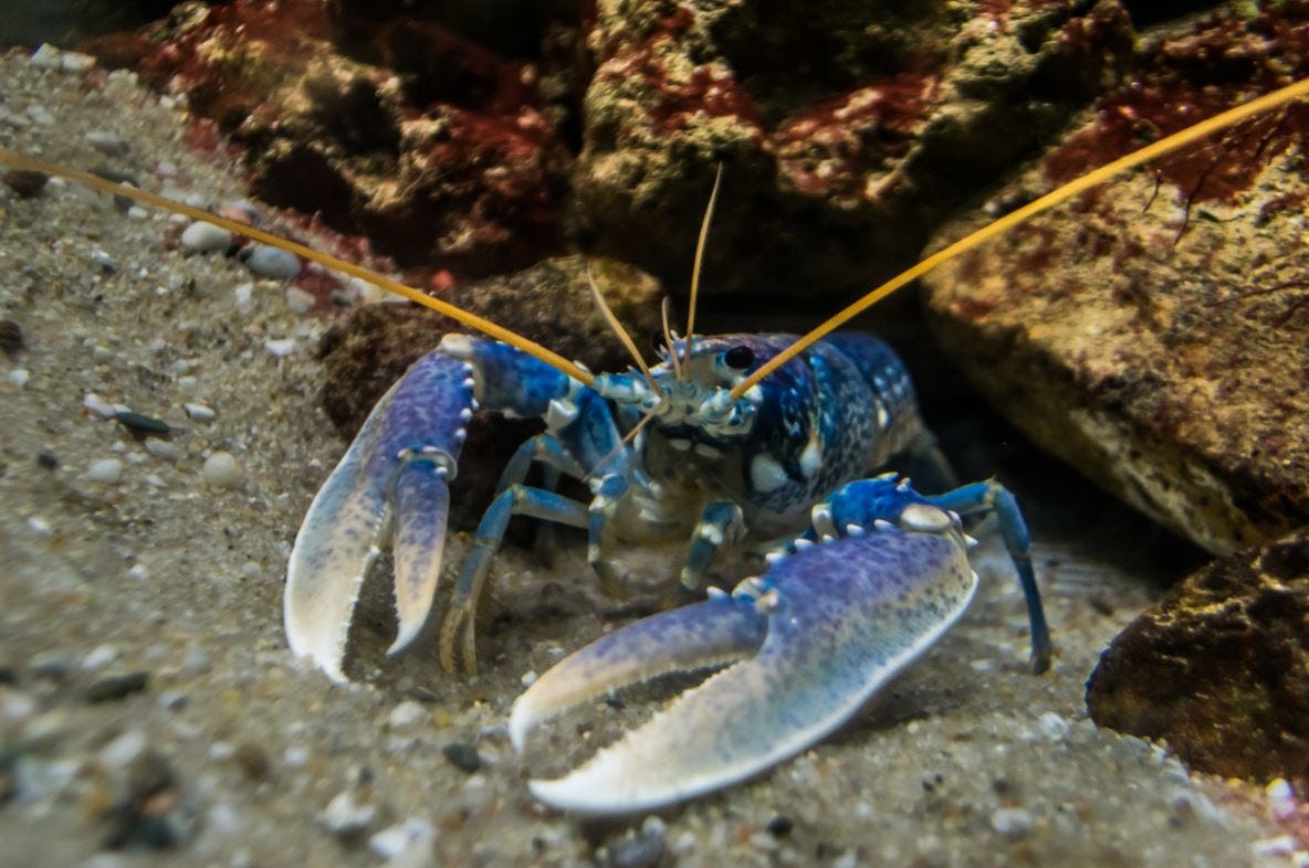 Restaurant redt zeldzame blauwe kreeft van fornuis