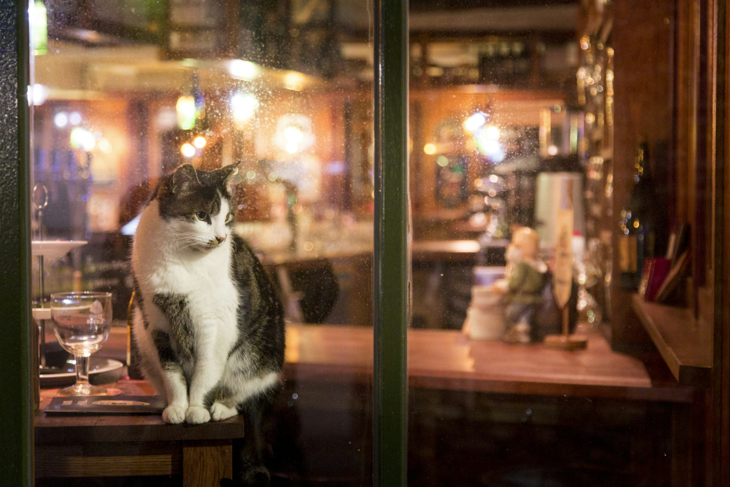 Kroegtijgers gezocht: café-katten die hun gasten missen
