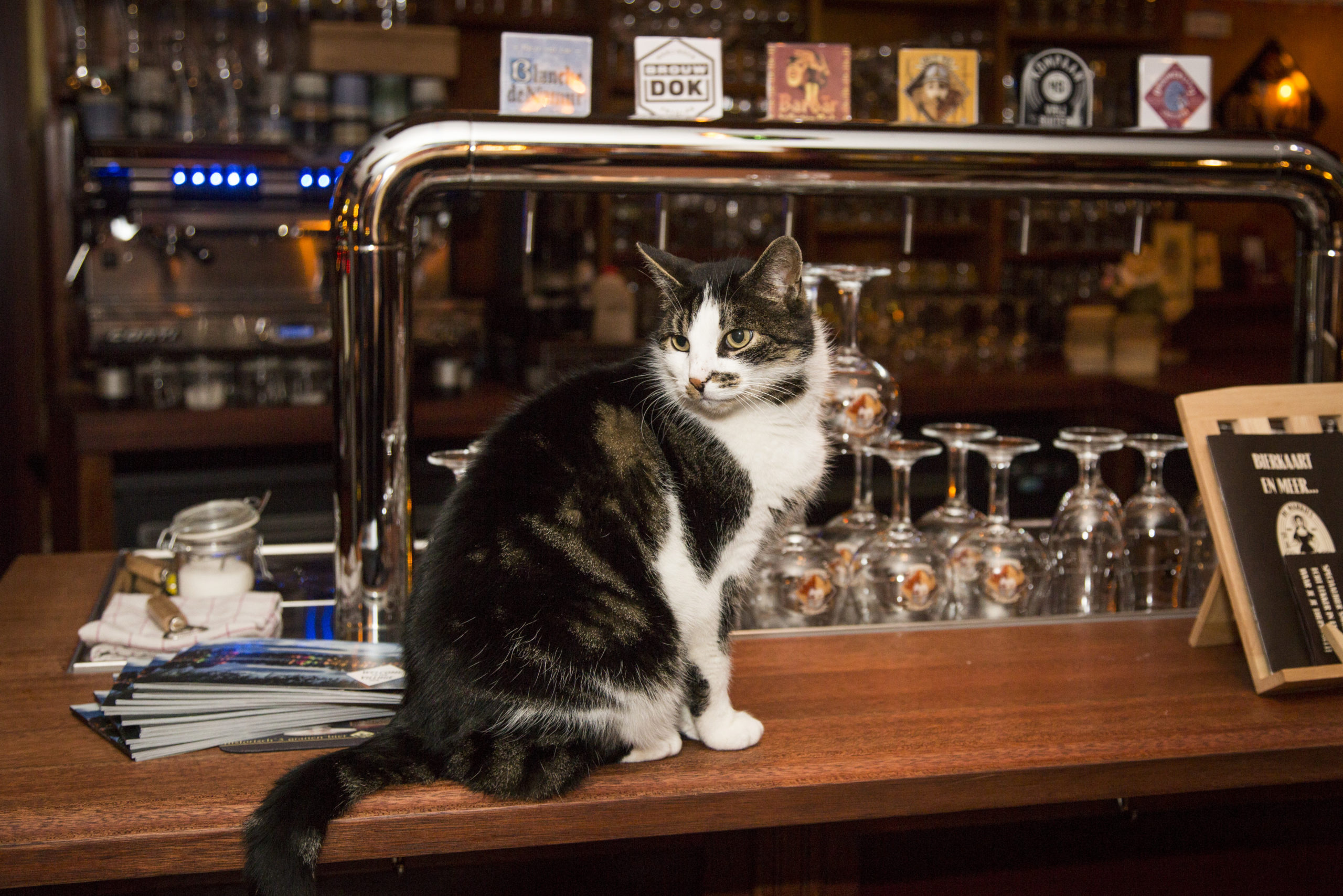 baard lijn van mening zijn Kroegtijgers gezocht: café-katten die hun gasten missen