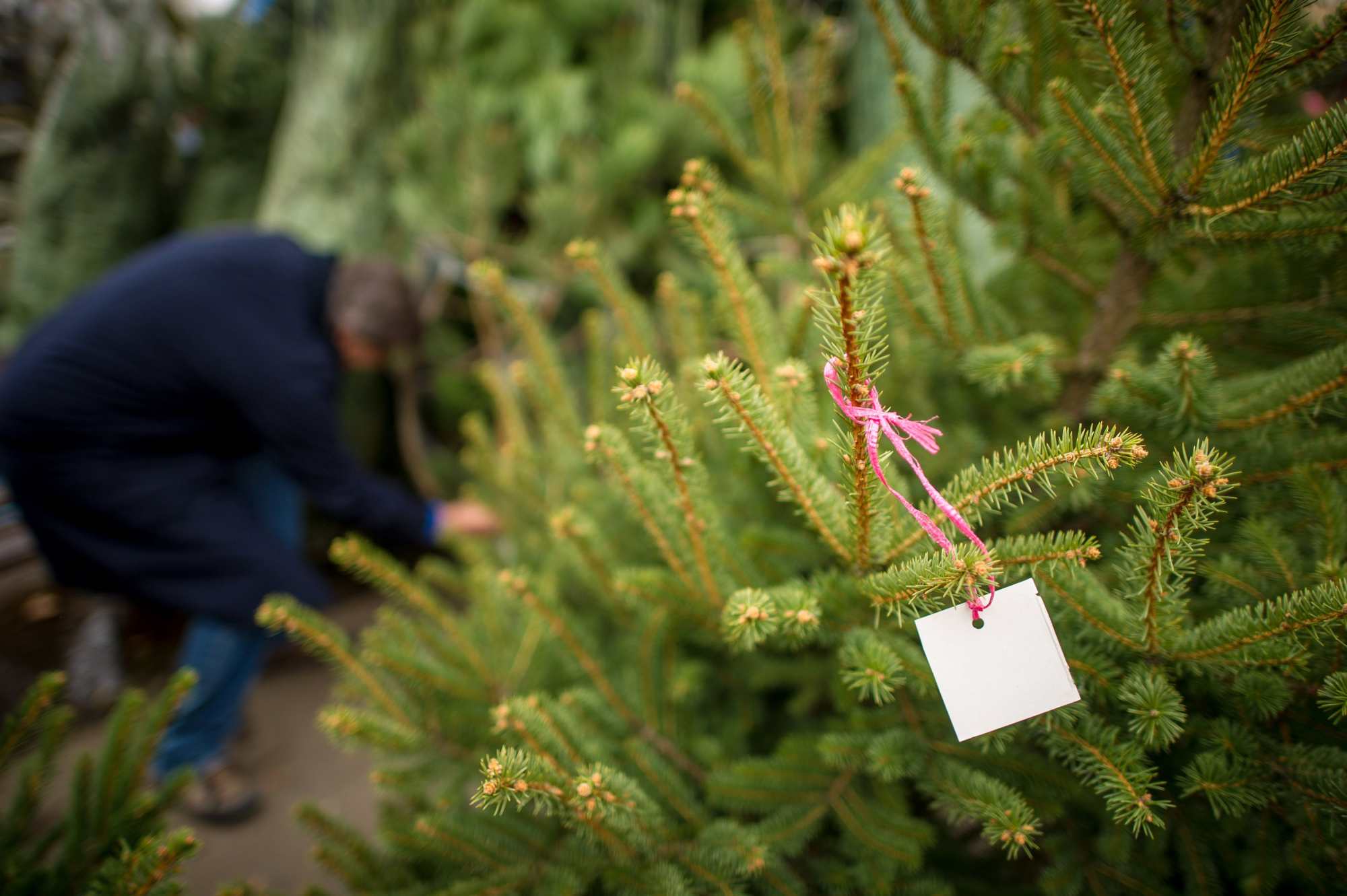 Café In the City gaat kerstbomen verkopen vanaf het terras