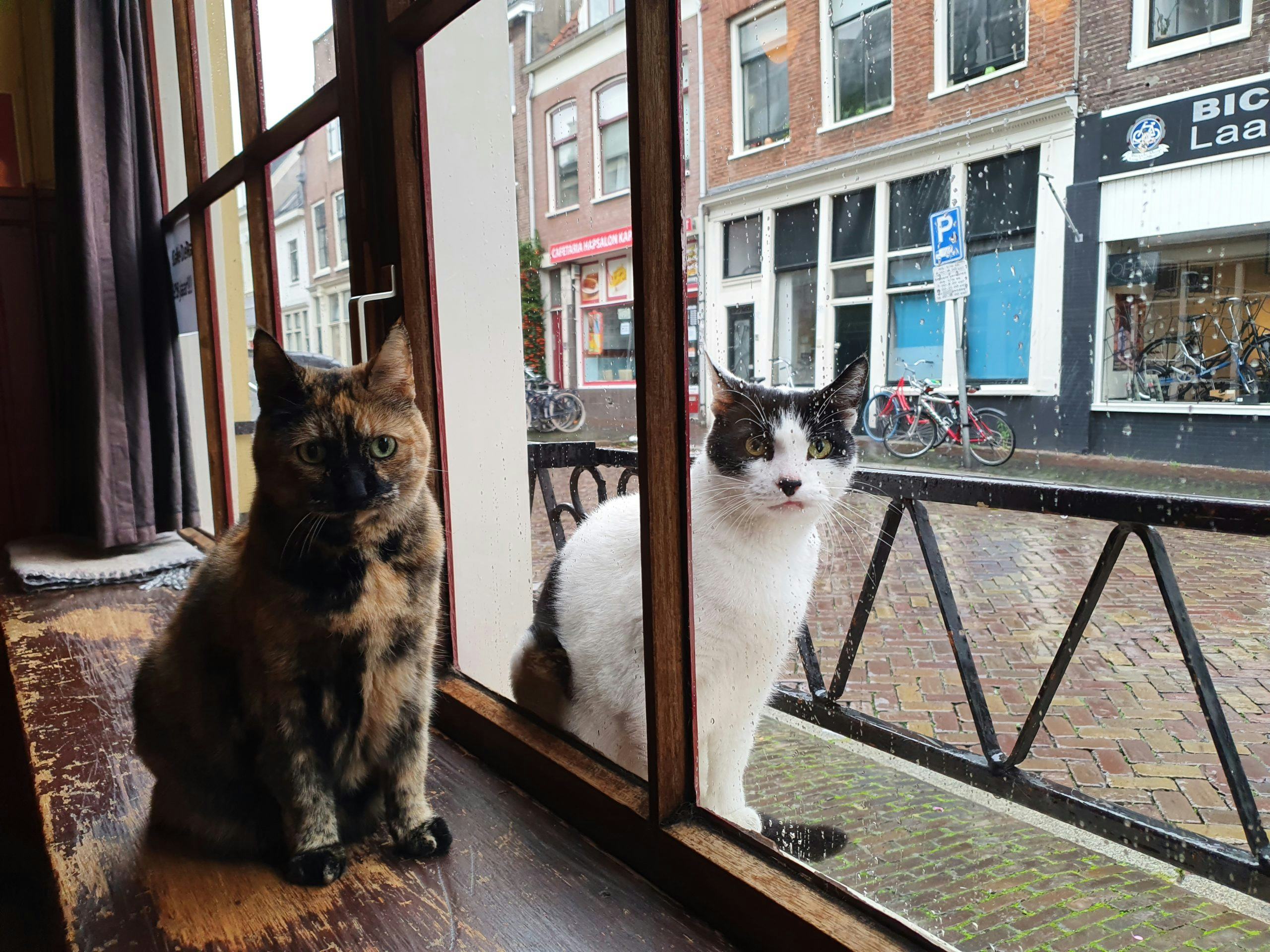 Kroegtijgers missen hun gasten: ook cafékatten balen van lockdown