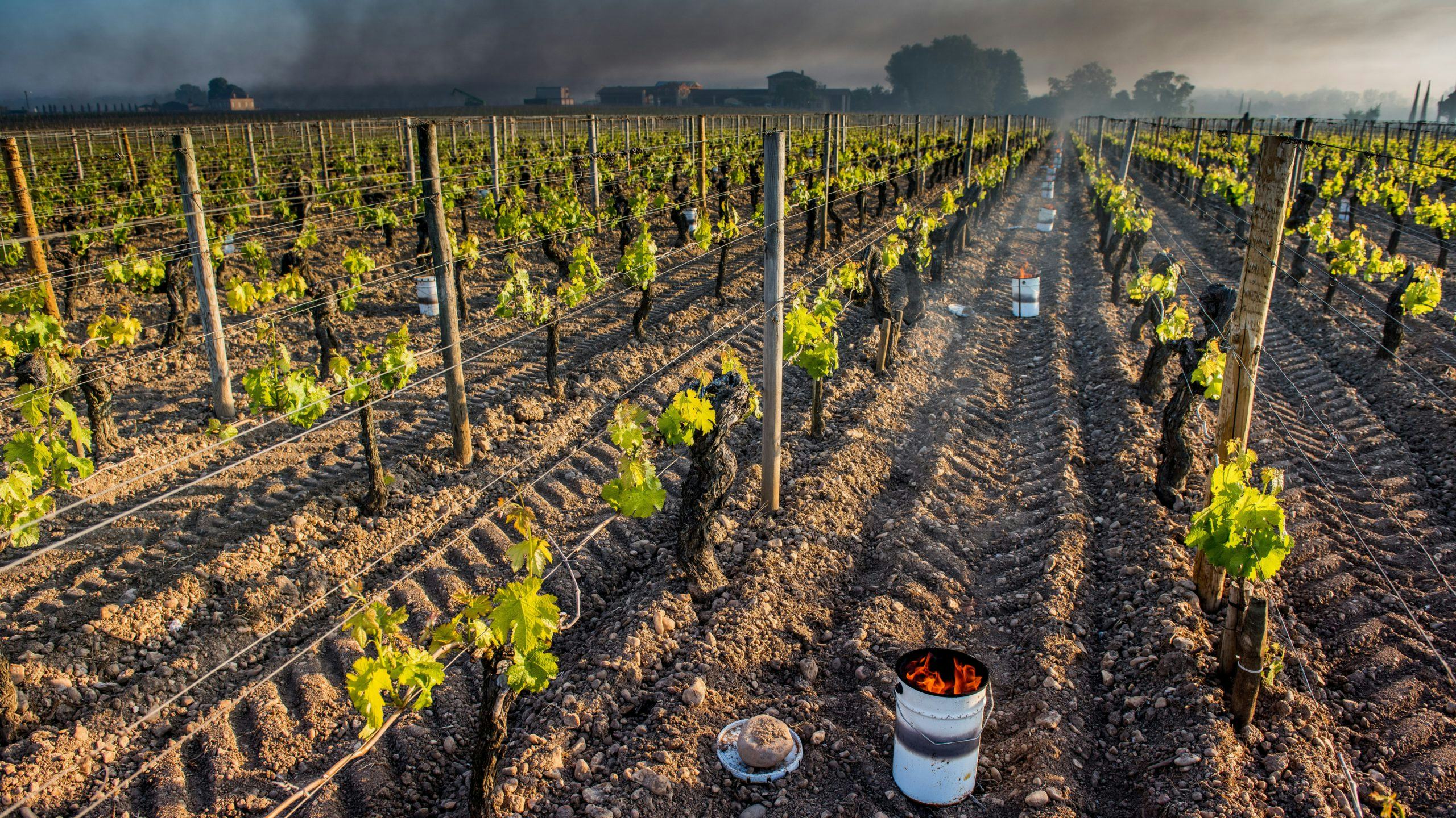 Wijnboeren in door vorst getroffen Franse wijngebieden proberen met vuren de temperatuur tussen de wijnranken boven 0 te houden.
