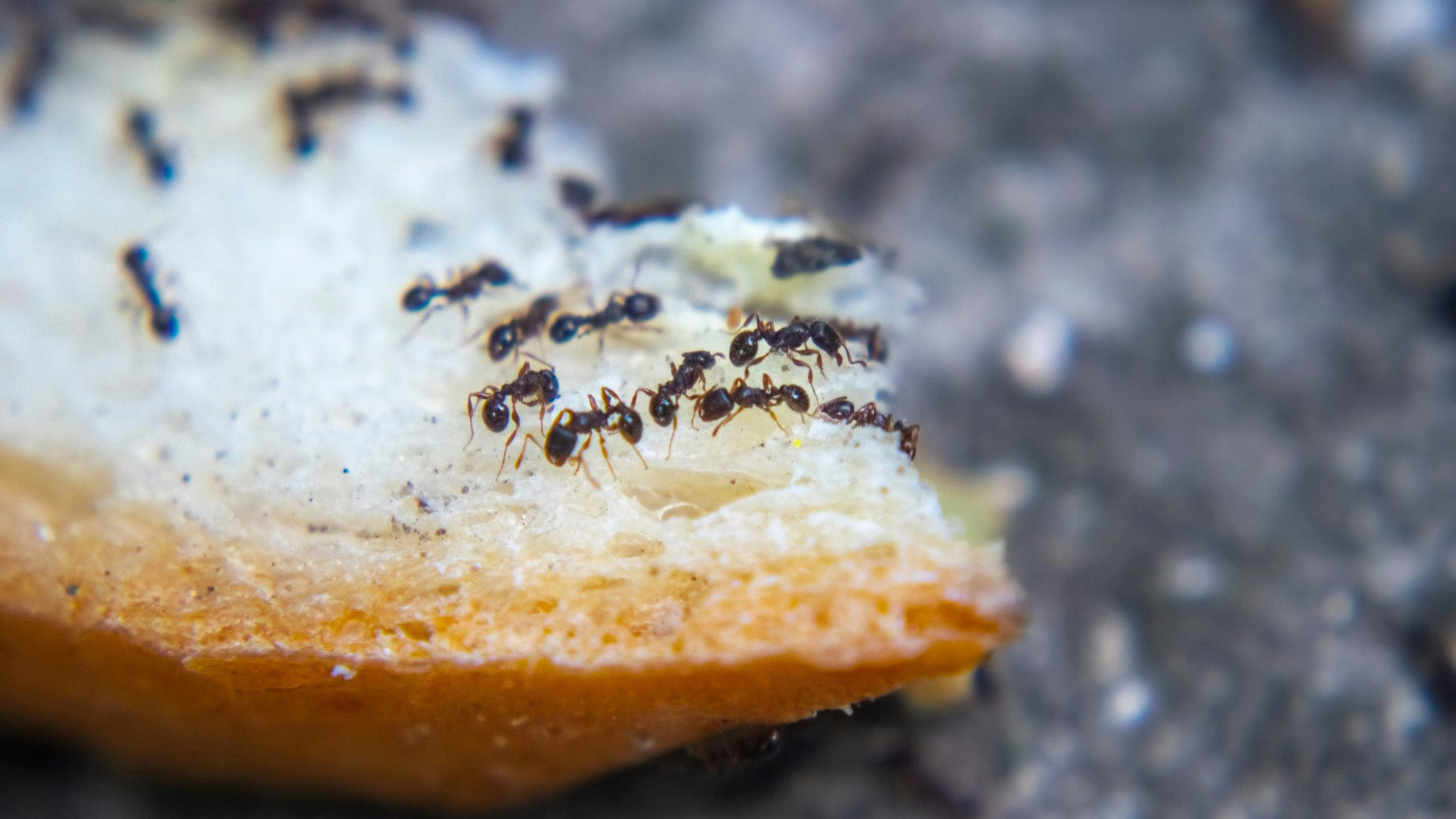 Dit kun je doen tegen mieren in je horecabedrijf
