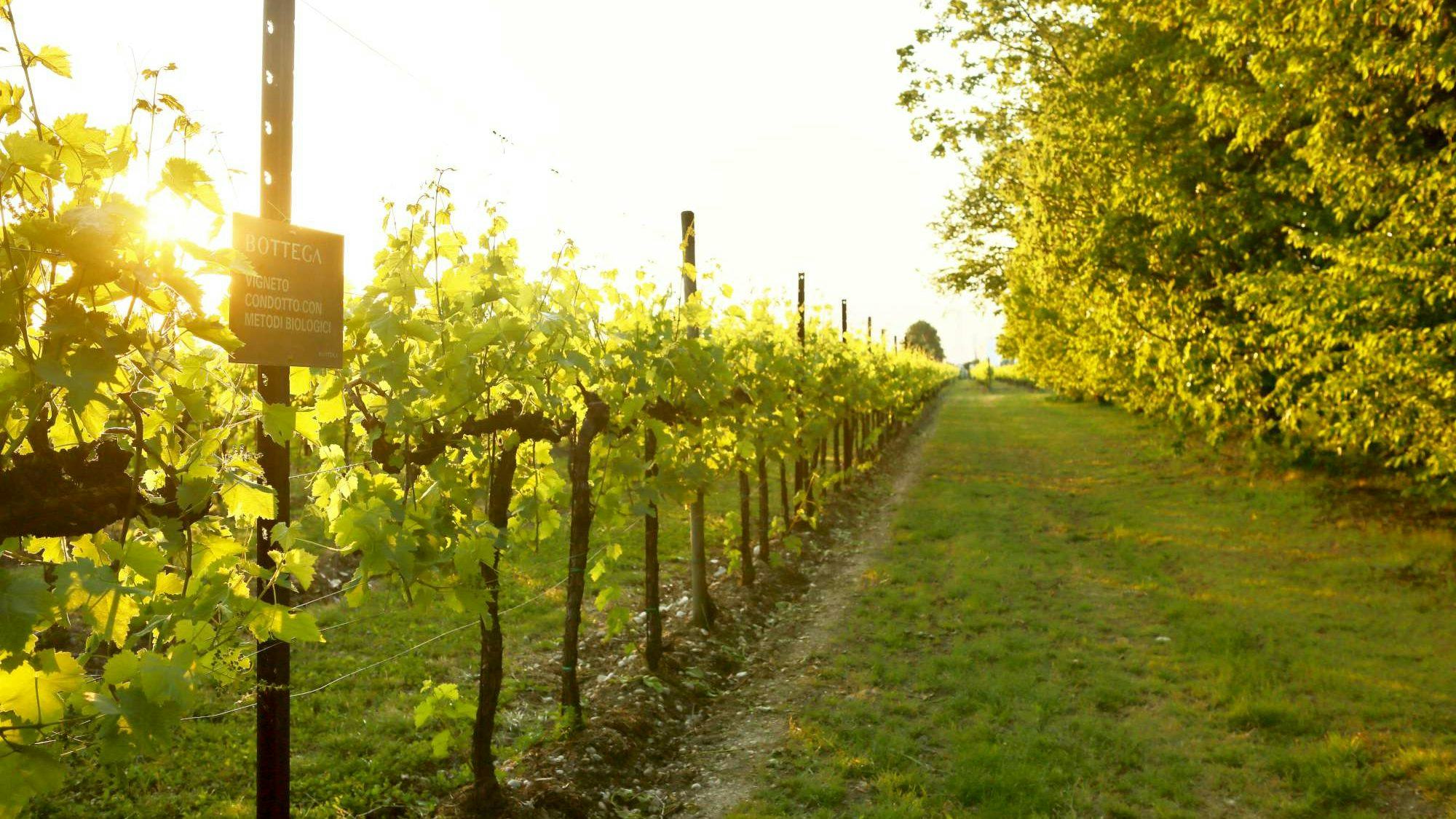 Biologische wijnen inmiddels vaste waarde op de wijnkaart