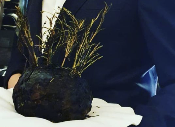 De Black Beauty. Deze knolselderij is 3,5 uur zwart geroosterd in de josper grill en Big Green Egg.